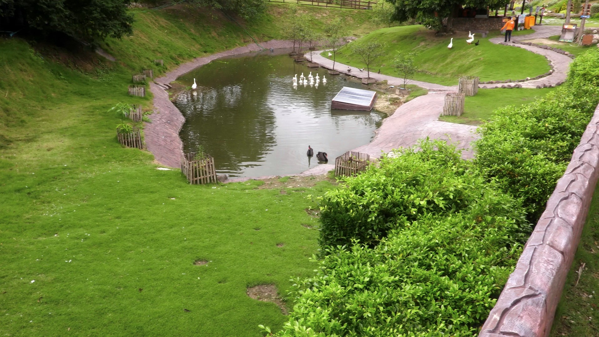 Park with pond and ducks HD Wallpaper