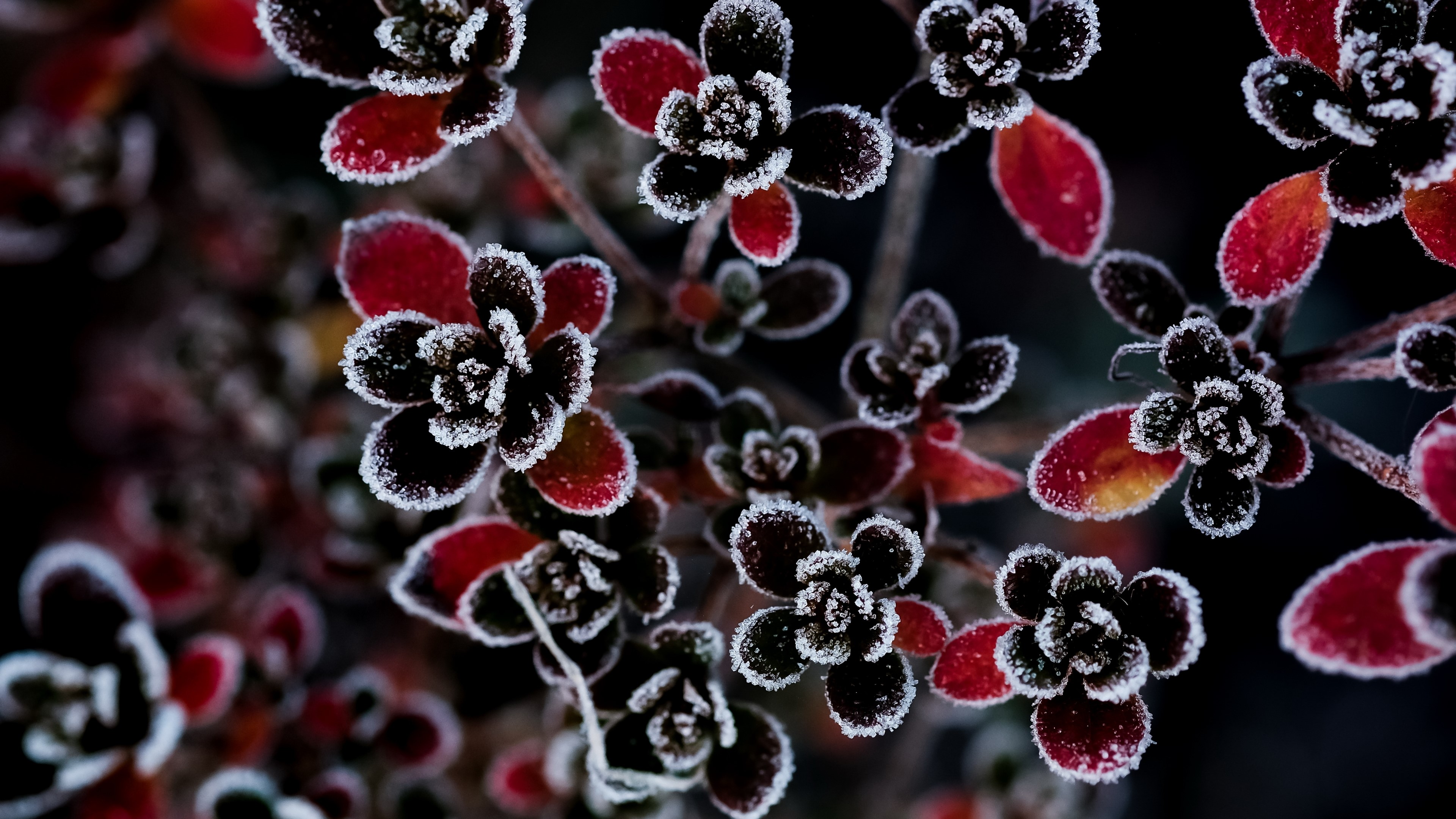 4K Frosty Red and Black Flowers HD Wallpaper