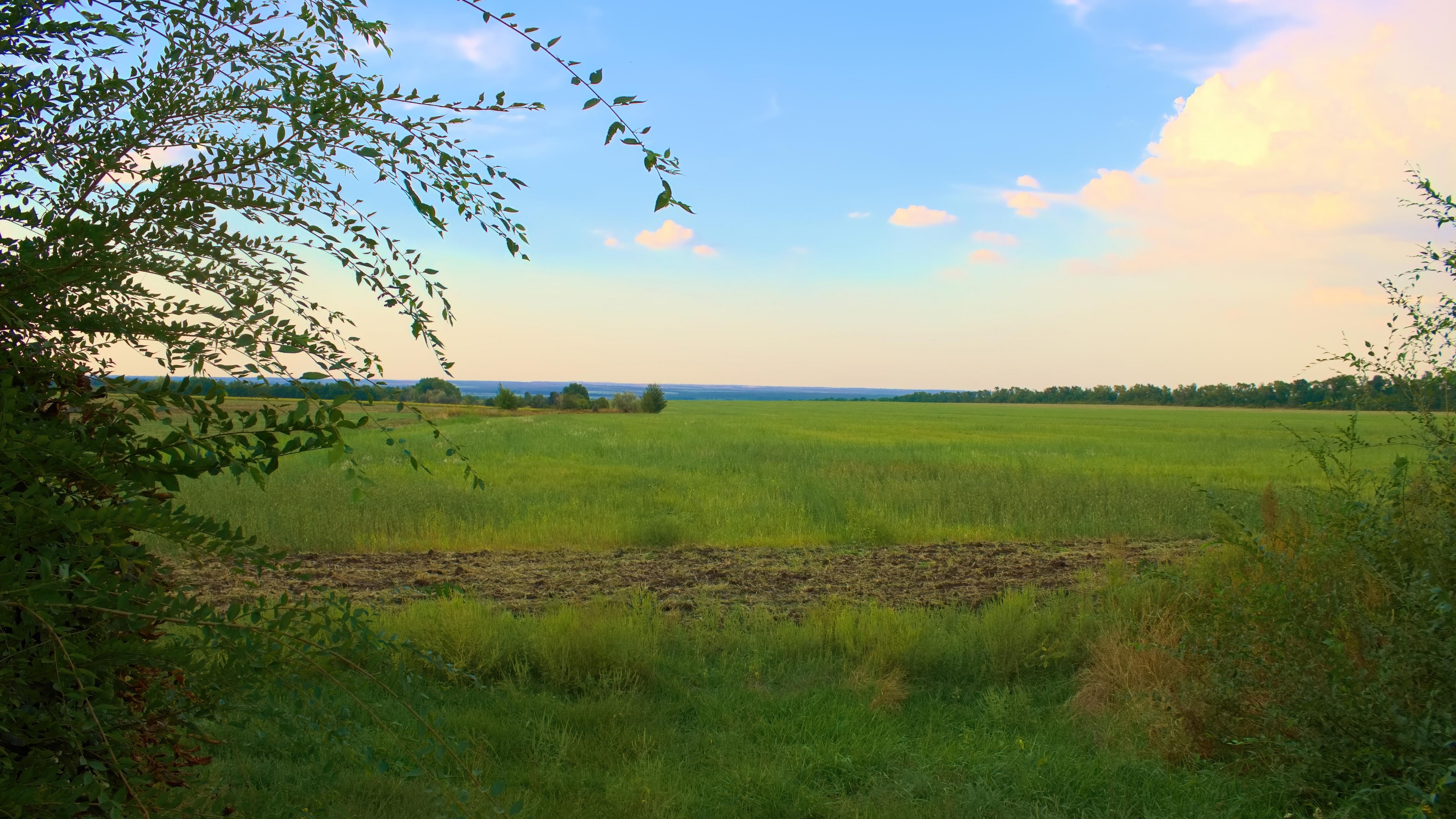 4K Field with Trees and Sky HD Wallpaper