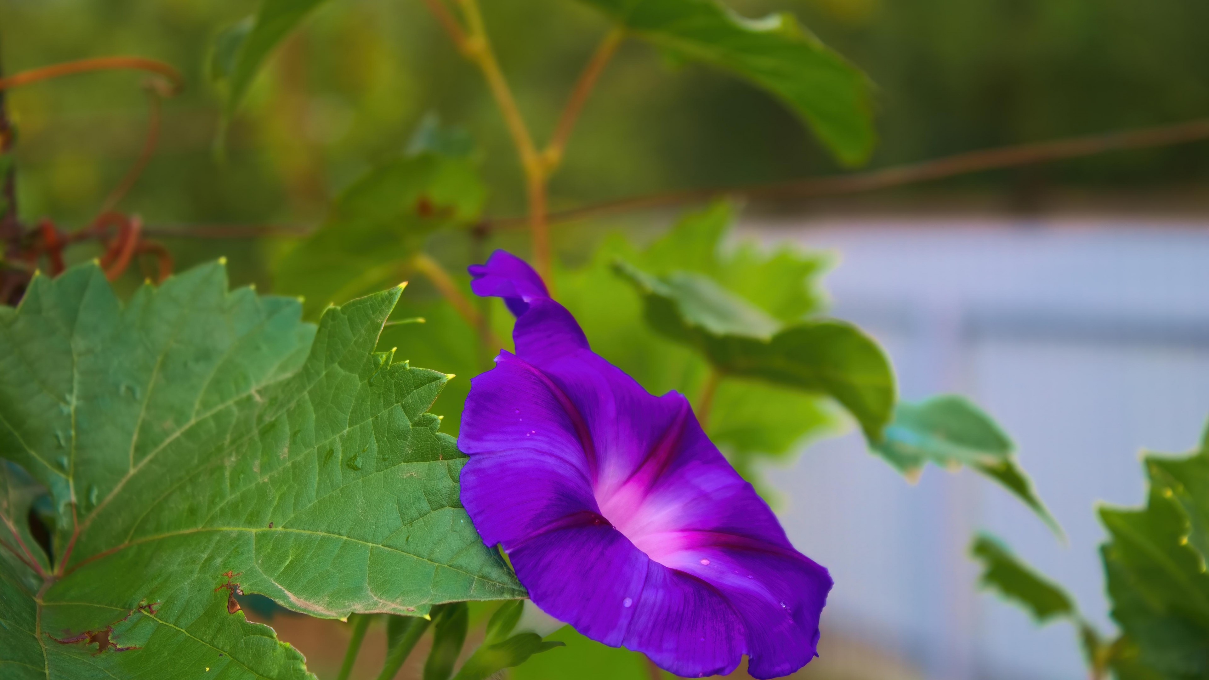 Purple Morning Glory Flower HD Wallpaper