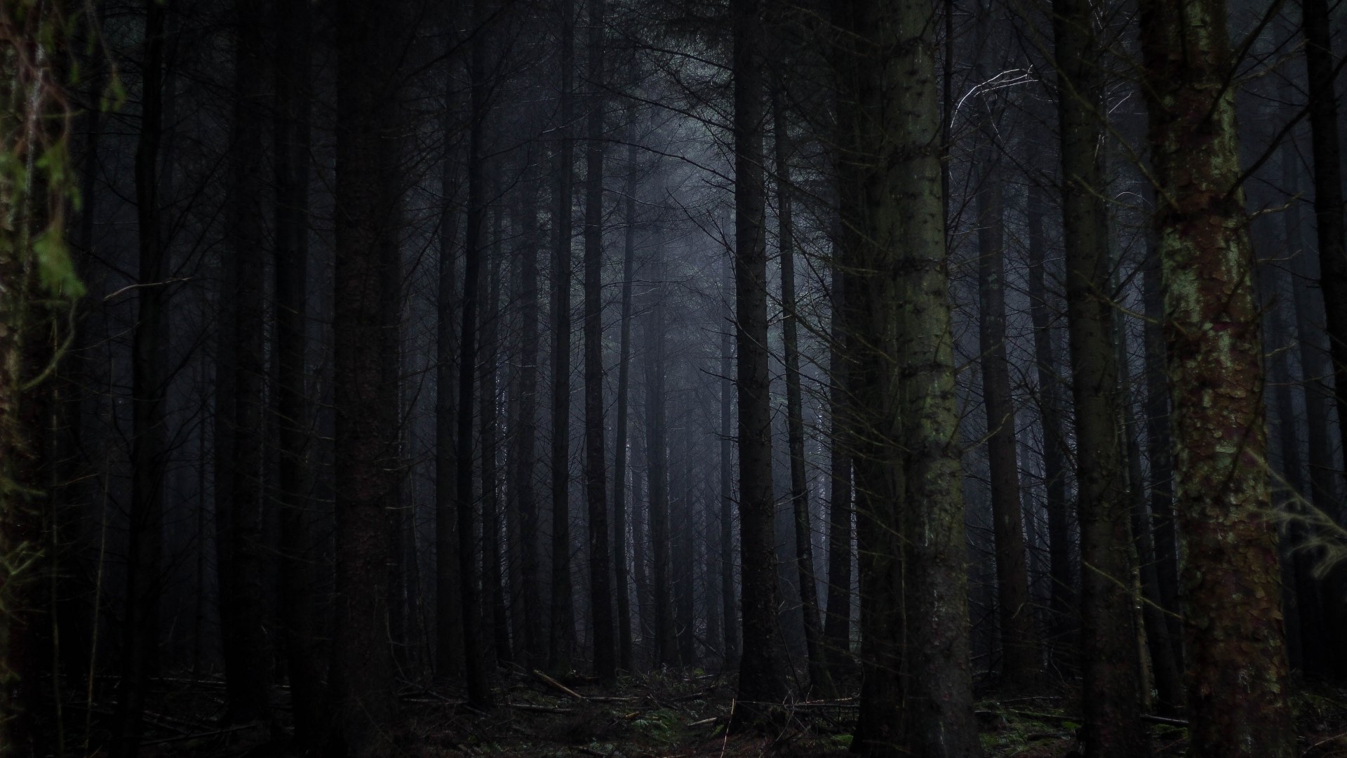 Dark Forest with Tall Trees HD Wallpaper