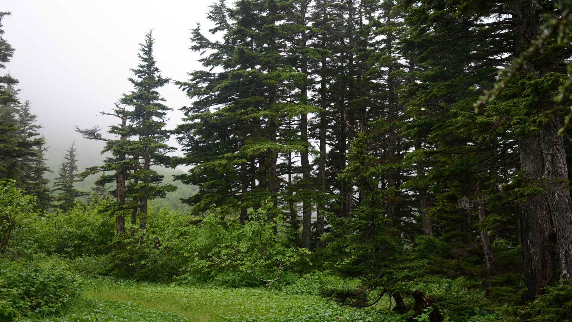 Forest with tall evergreen trees and fog HD Wallpaper