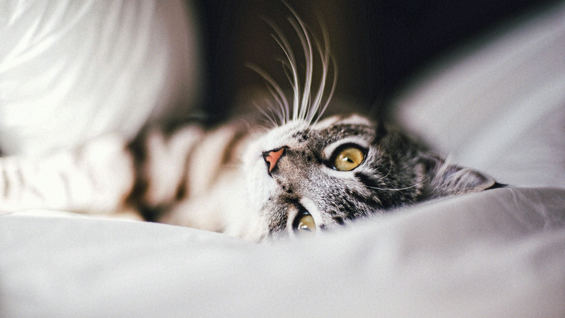 Close-up of a tabby cat lying on white bedding HD Wallpaper