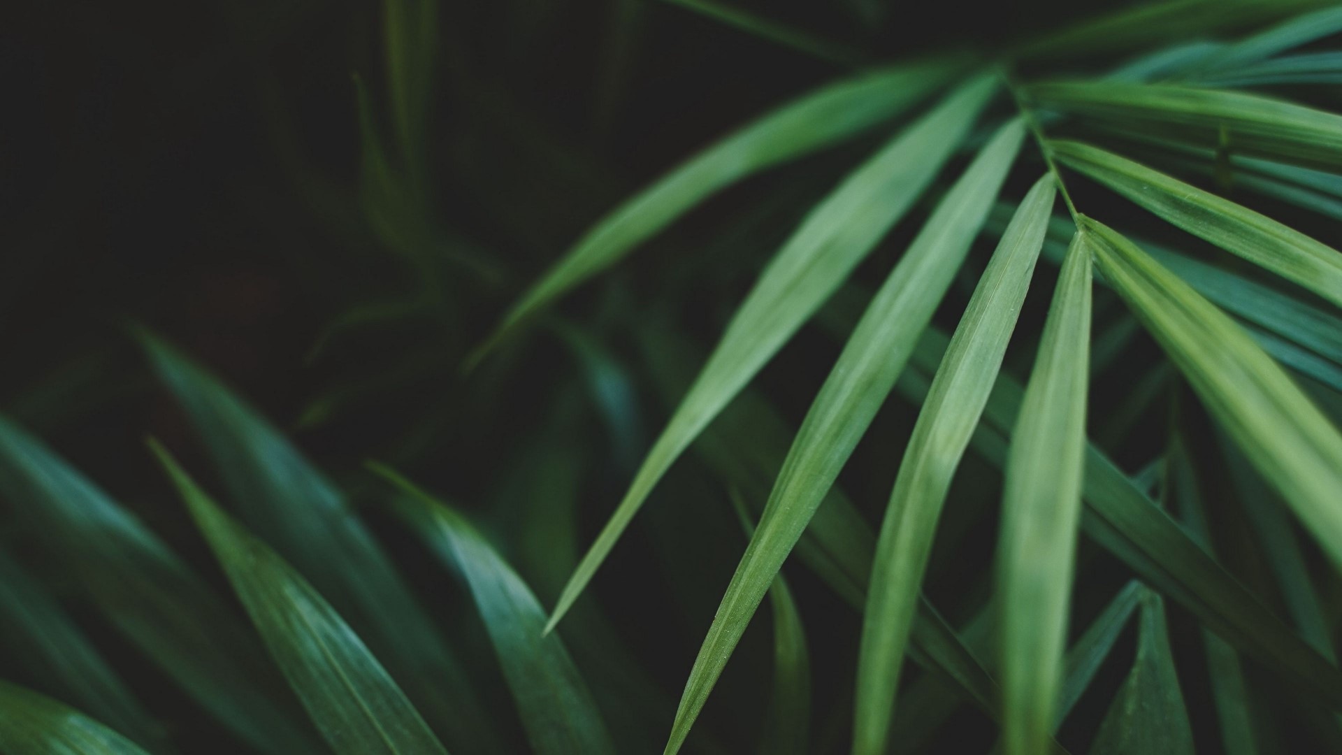 Close-up of green palm leaves HD Wallpaper