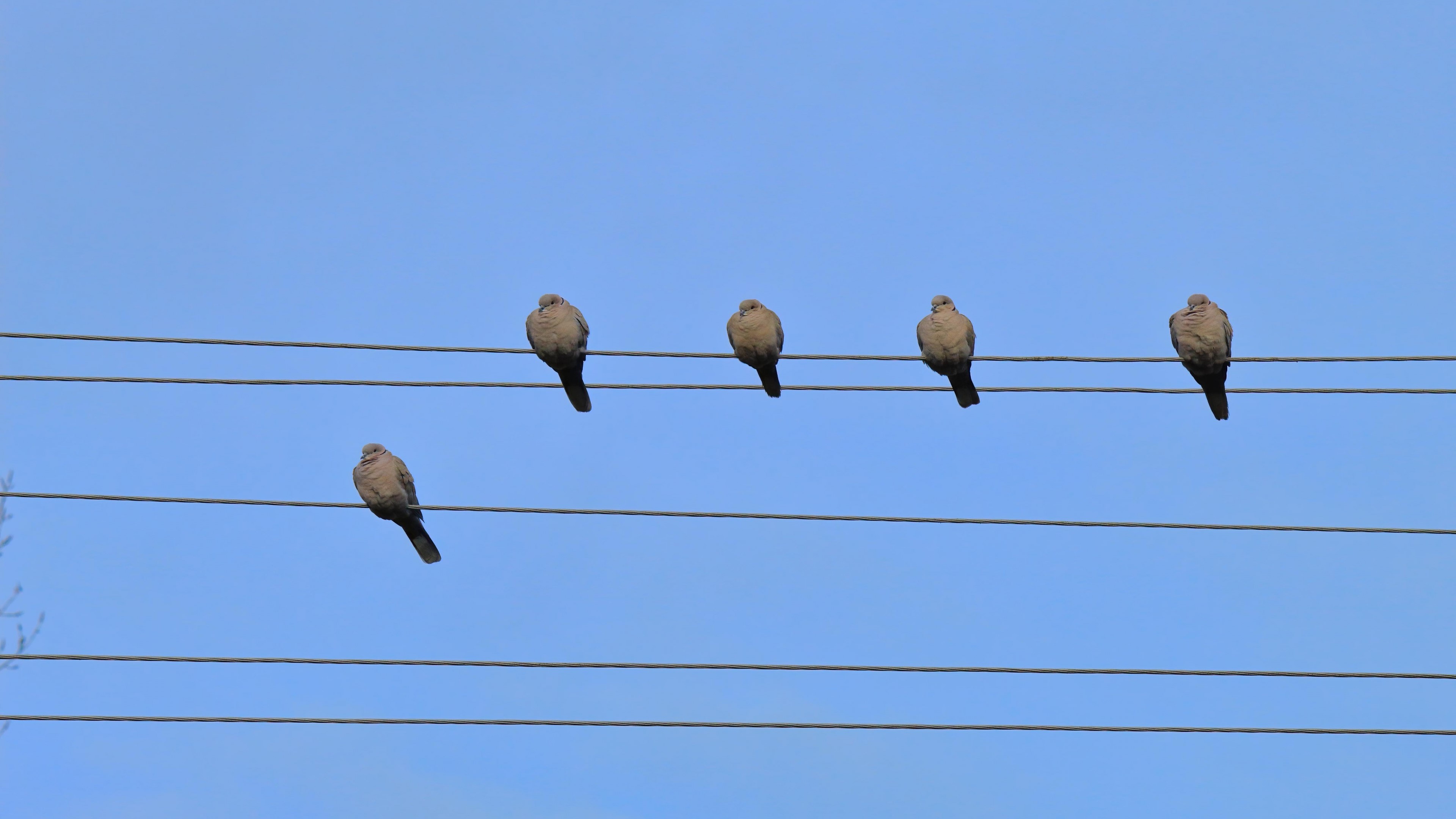 Five Doves Perched on Power Lines HD Wallpaper