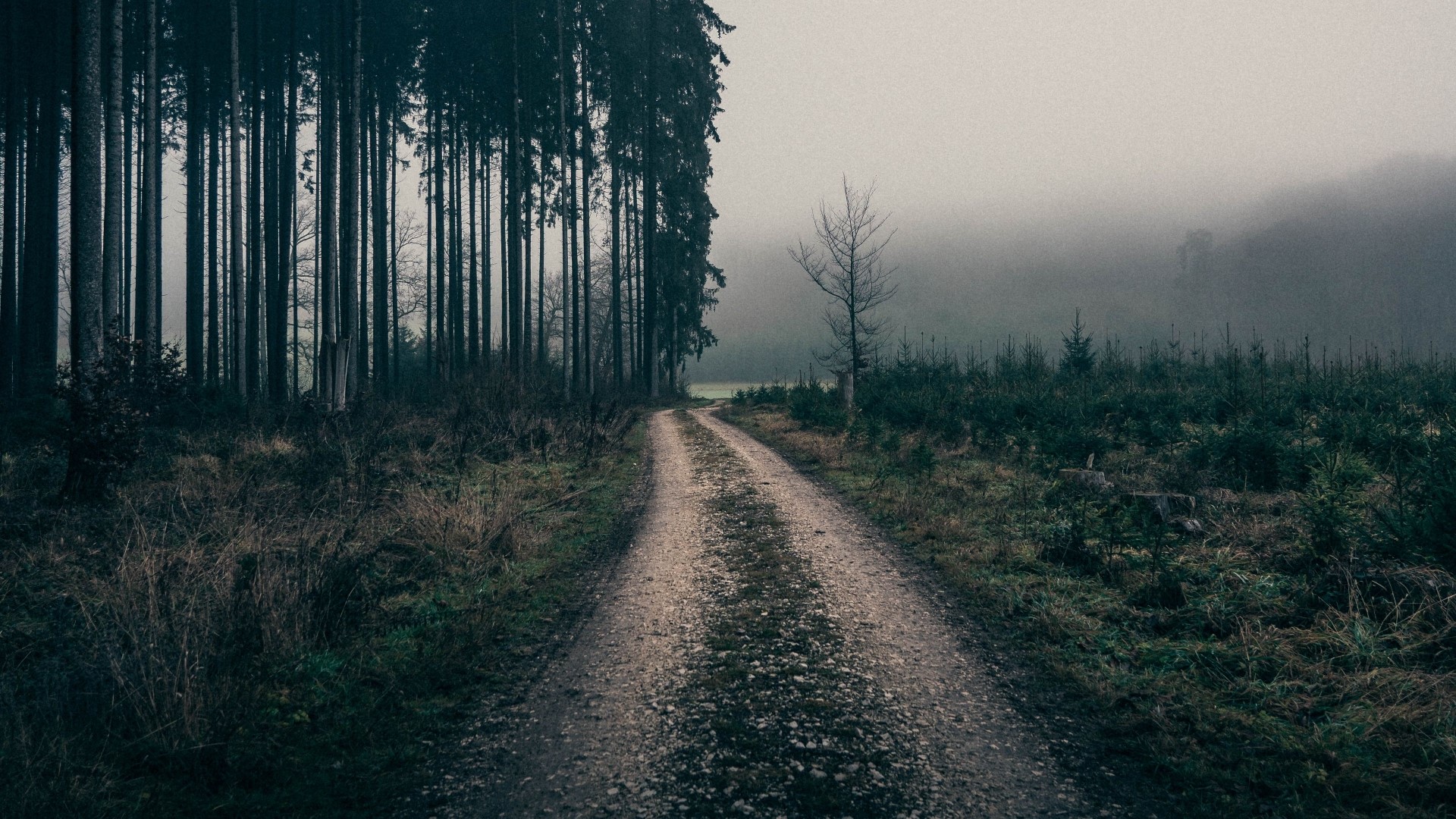 A dirt road winds through a foggy forest. HD Wallpaper
