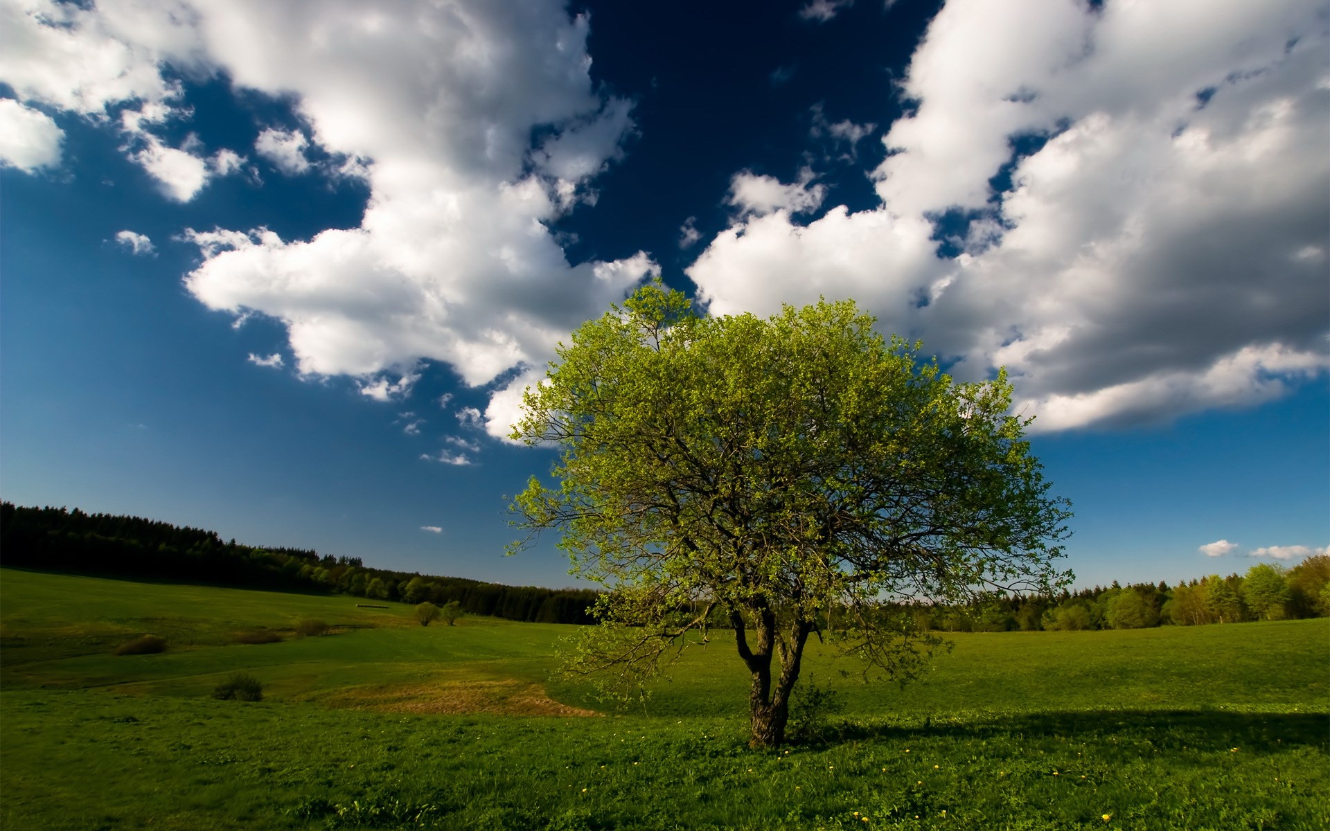A lone tree in a green field under a cloudy blue sky HD Wallpaper