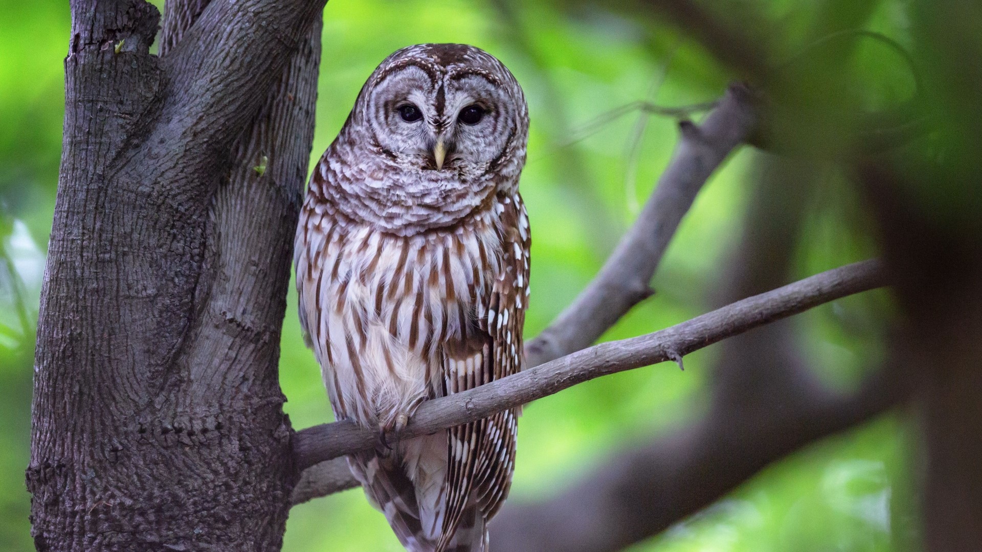 Barred owl perched on a tree branch HD Wallpaper