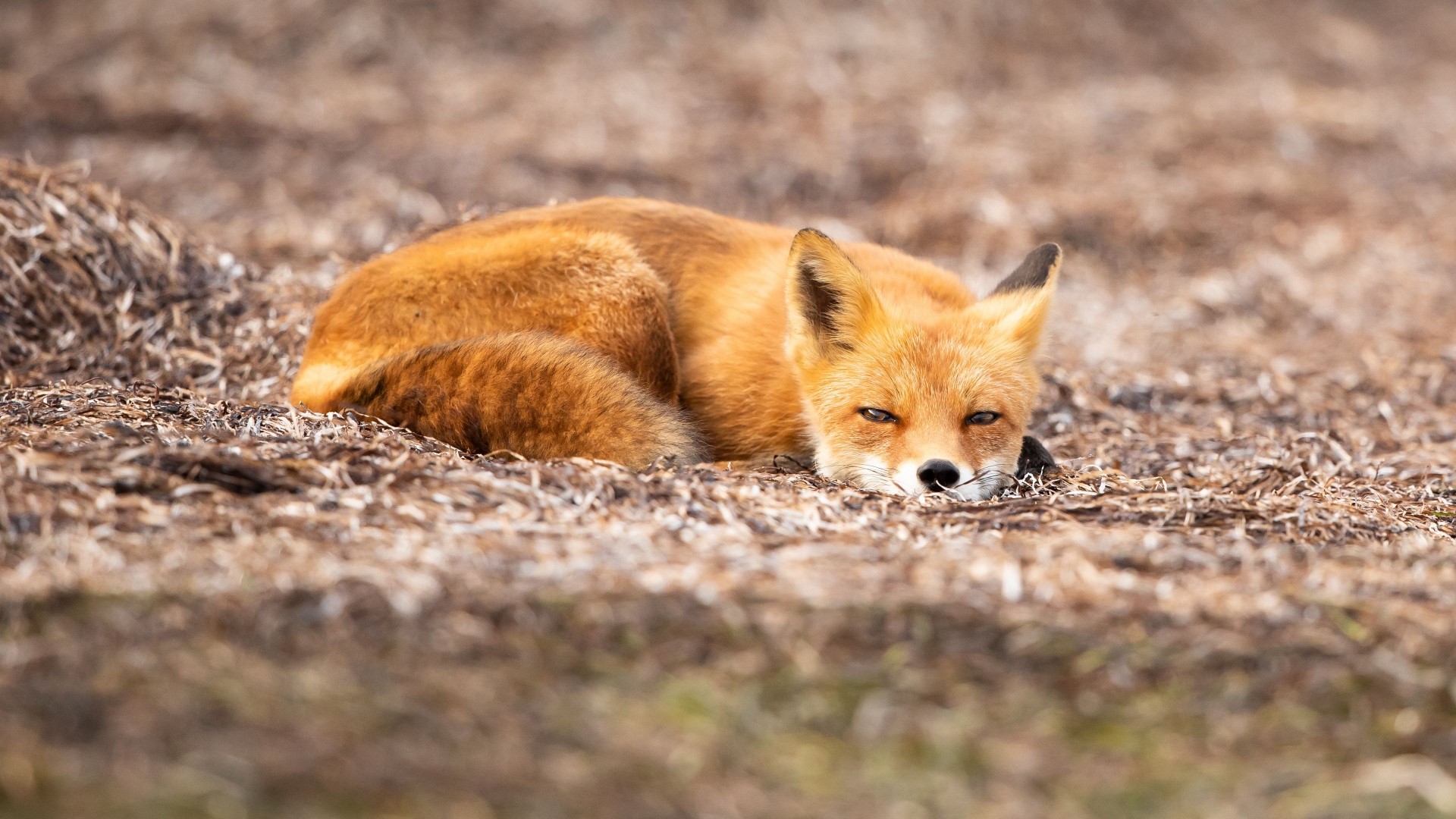 A red fox resting on the ground HD Wallpaper
