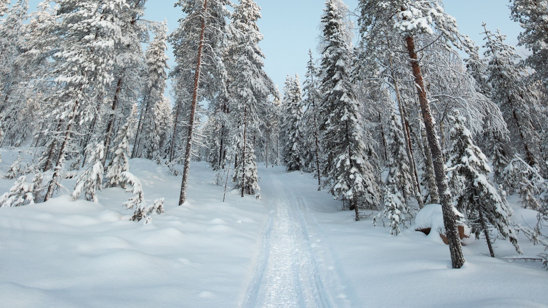 Snowy forest with a ski track HD Wallpaper