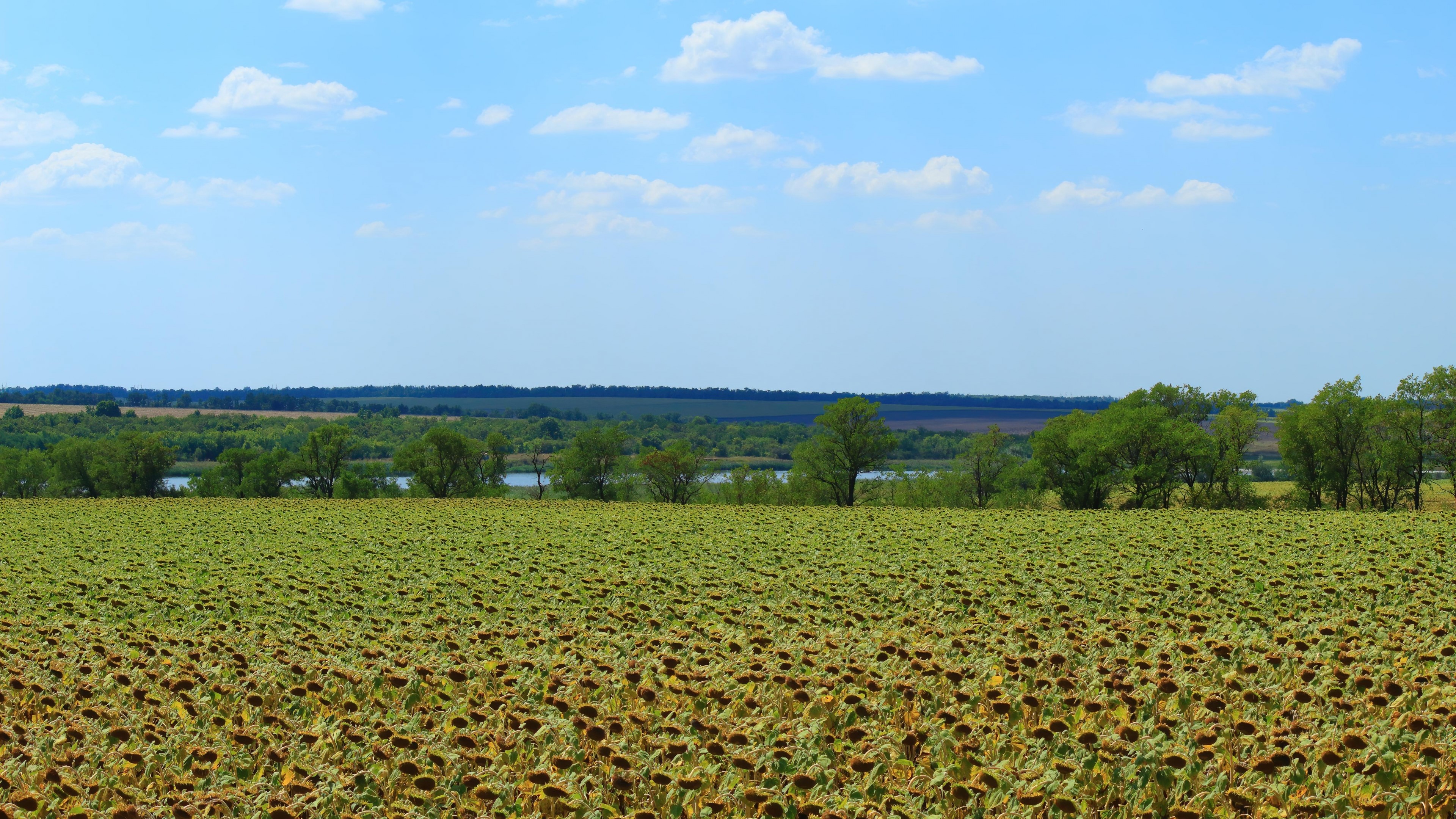 4K Field of Sunflowers HD Wallpaper