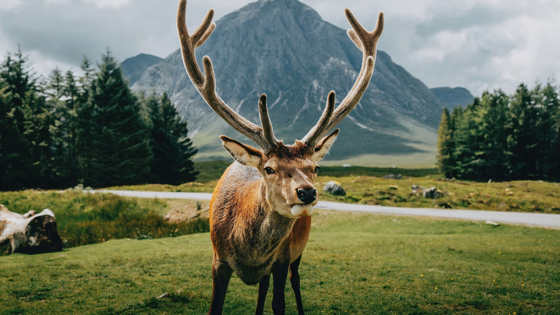 Deer with large antlers in front of a mountain HD Wallpaper