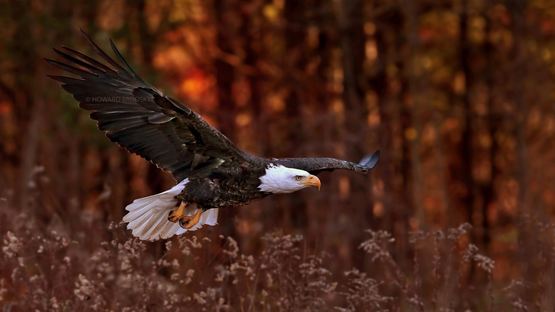 Bald Eagle in flight over autumn foliage HD Wallpaper