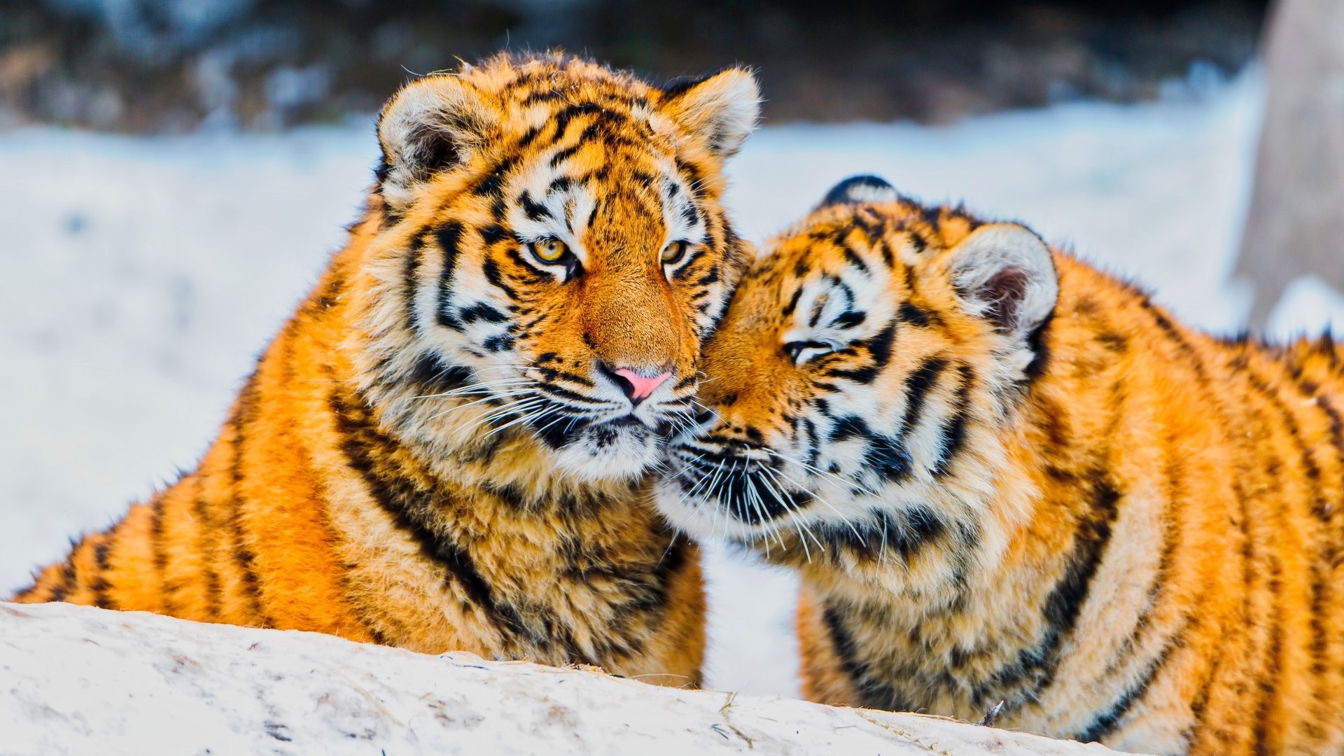 Two Tigers in the Snow HD Wallpaper