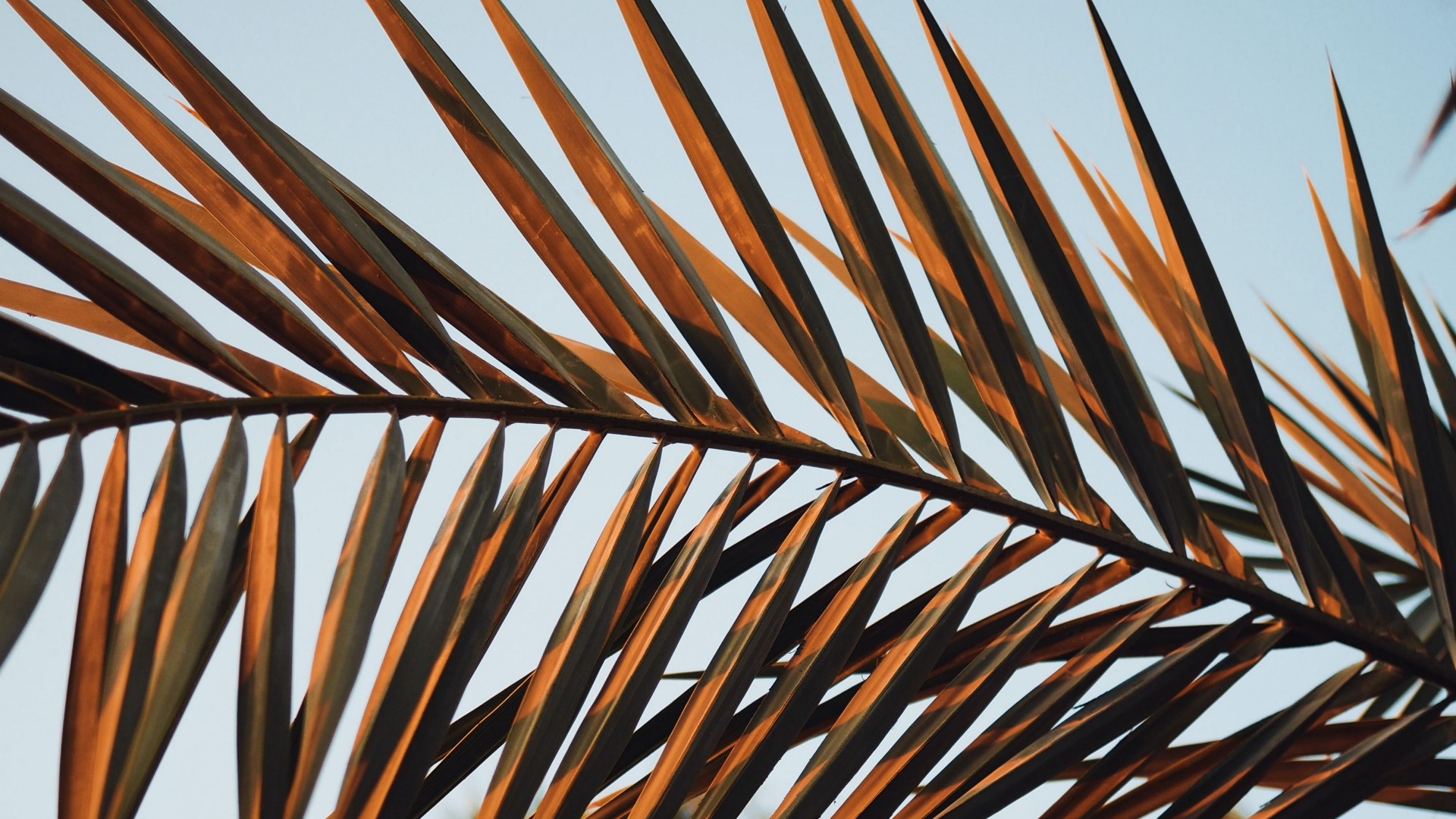 Palm Fronds Against a Clear Sky HD Wallpaper