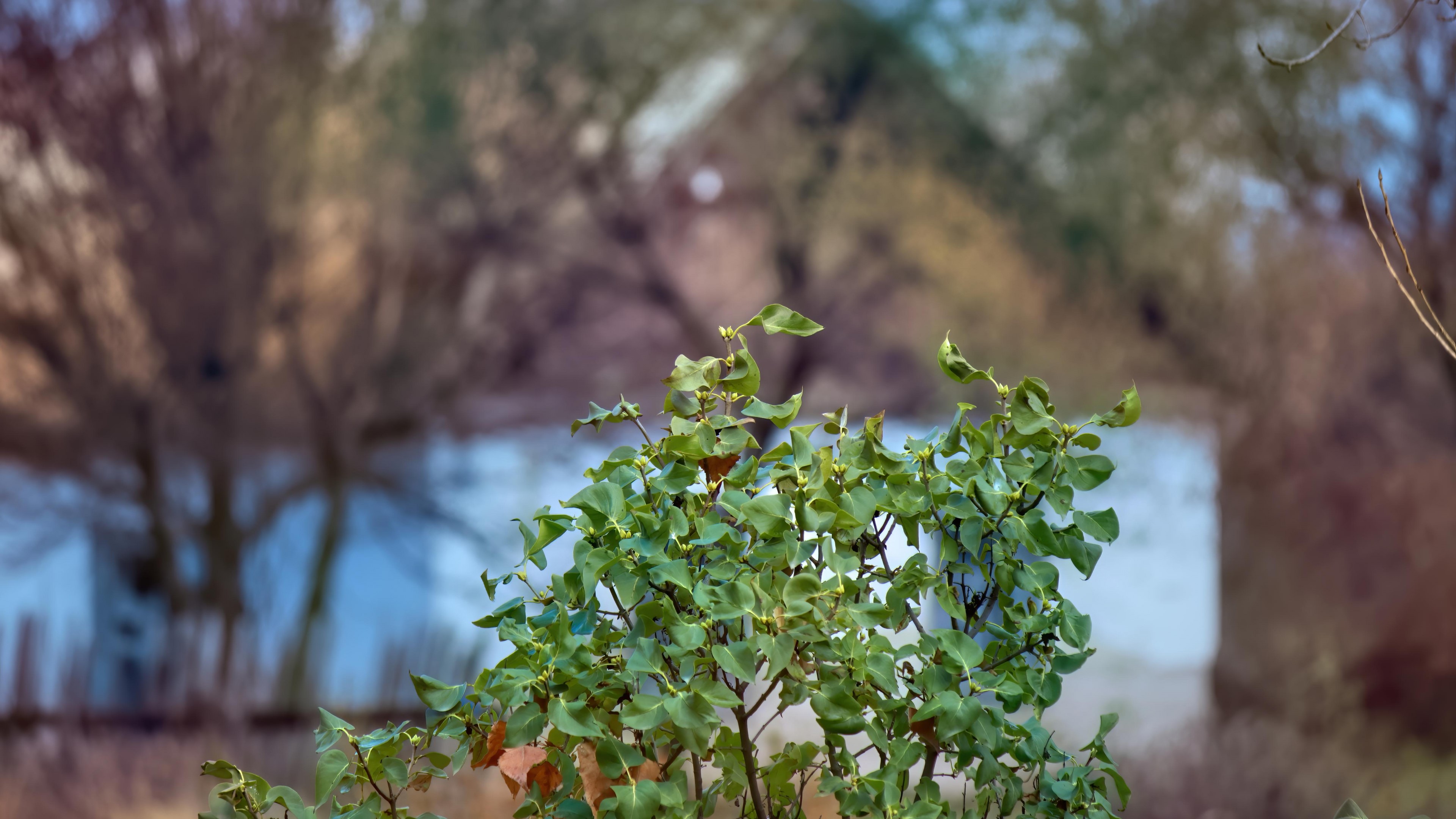 4K Lilac bush with blurred background HD Wallpaper
