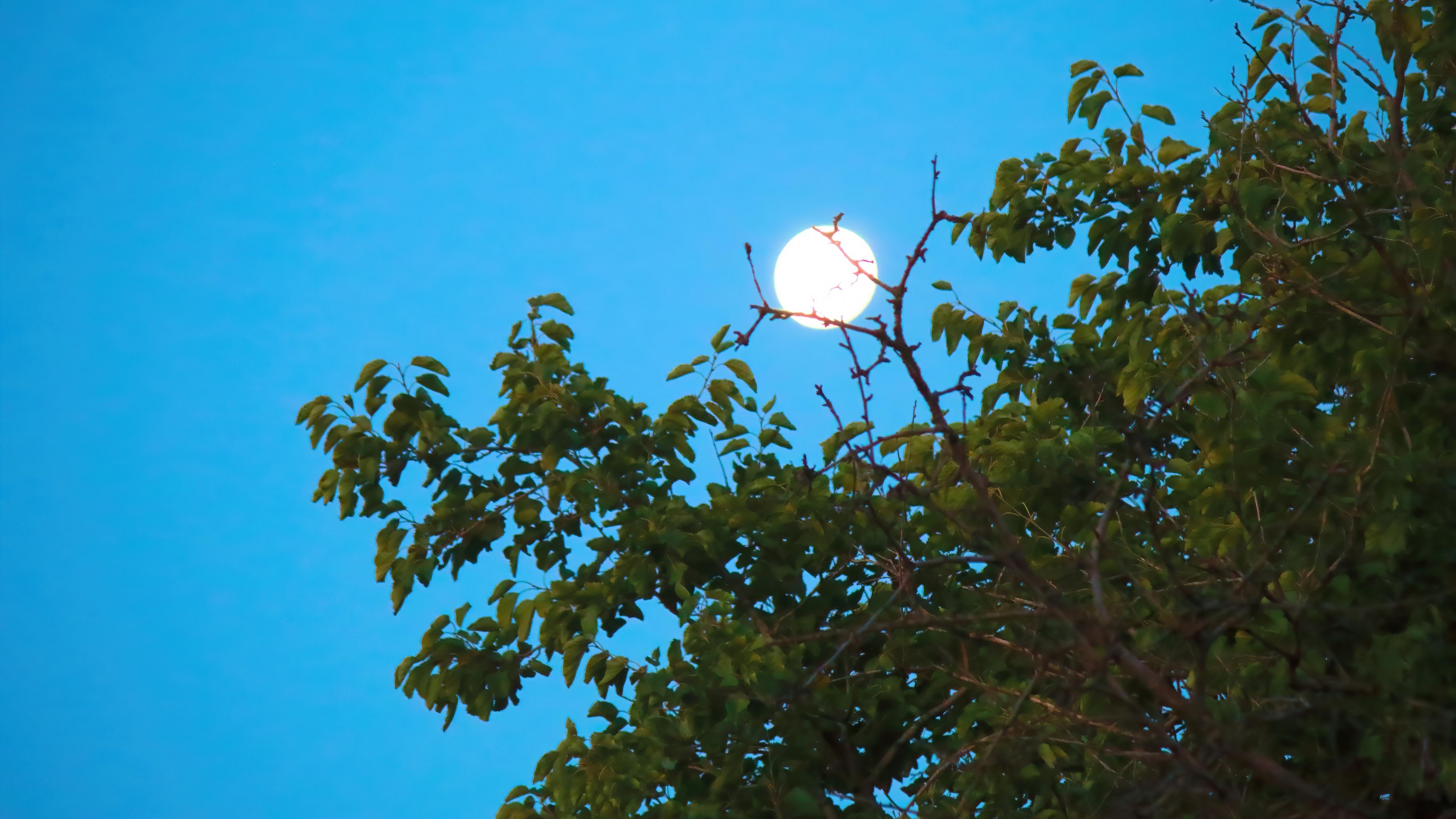 4K Moon behind Tree Branches HD Wallpaper