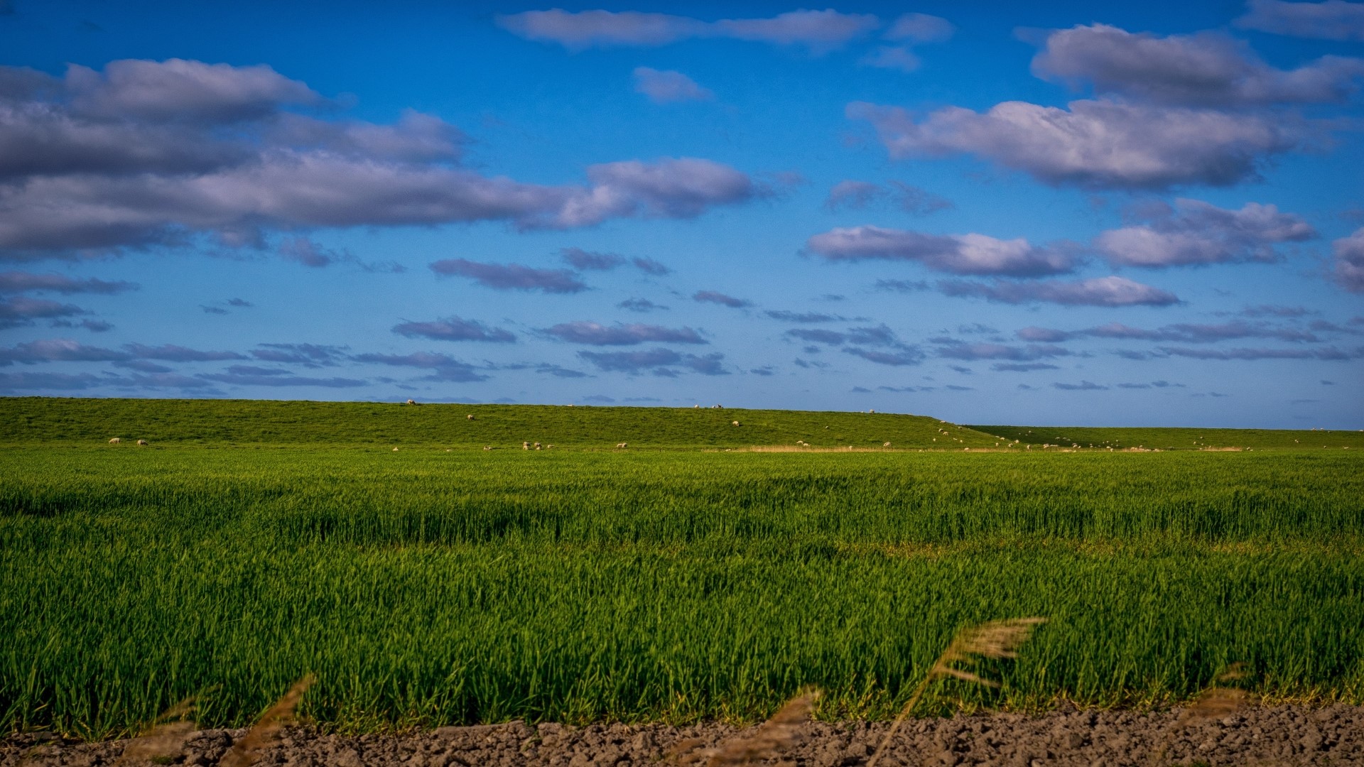 Green Field Under Blue Sky with Clouds HD Wallpaper