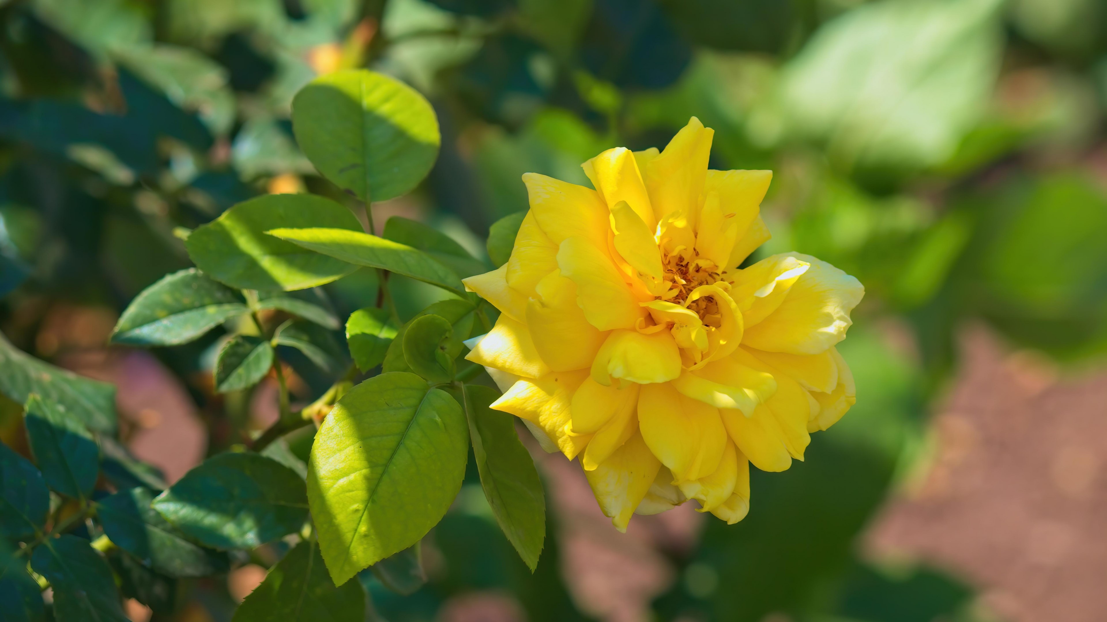 Yellow rose flower with green leaves HD Wallpaper