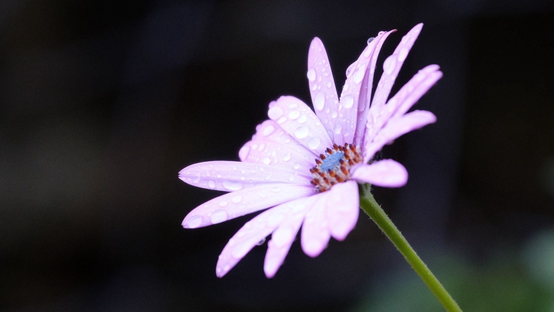 Purple daisy with water droplets HD Wallpaper