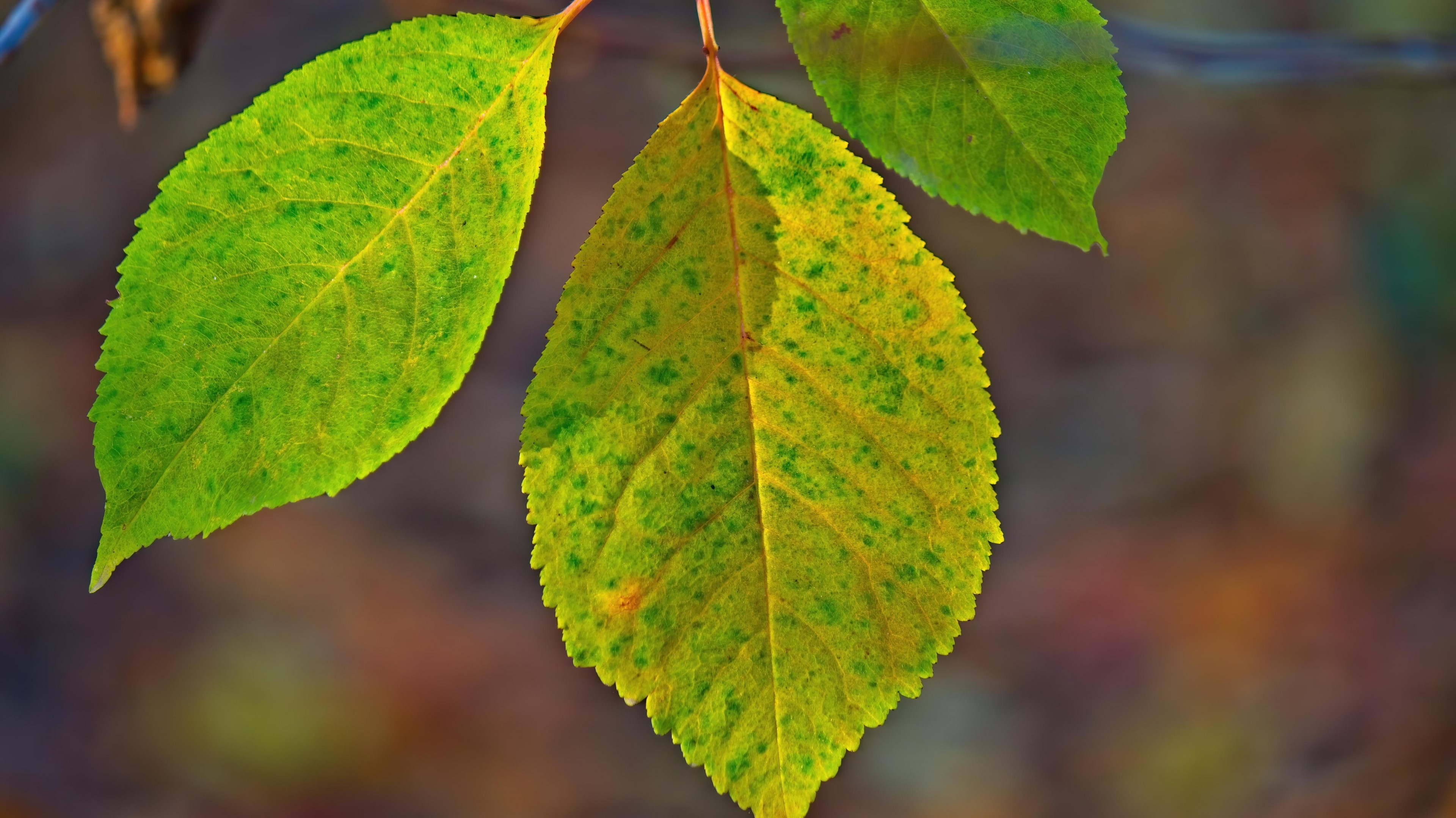 4K Leaves on a Branch HD Wallpaper
