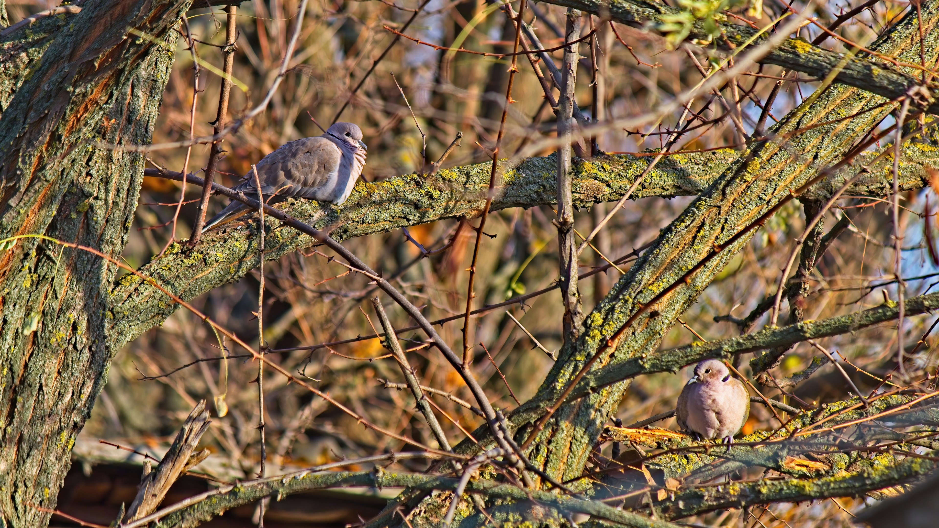 Two pigeons perched on tree branches HD Wallpaper