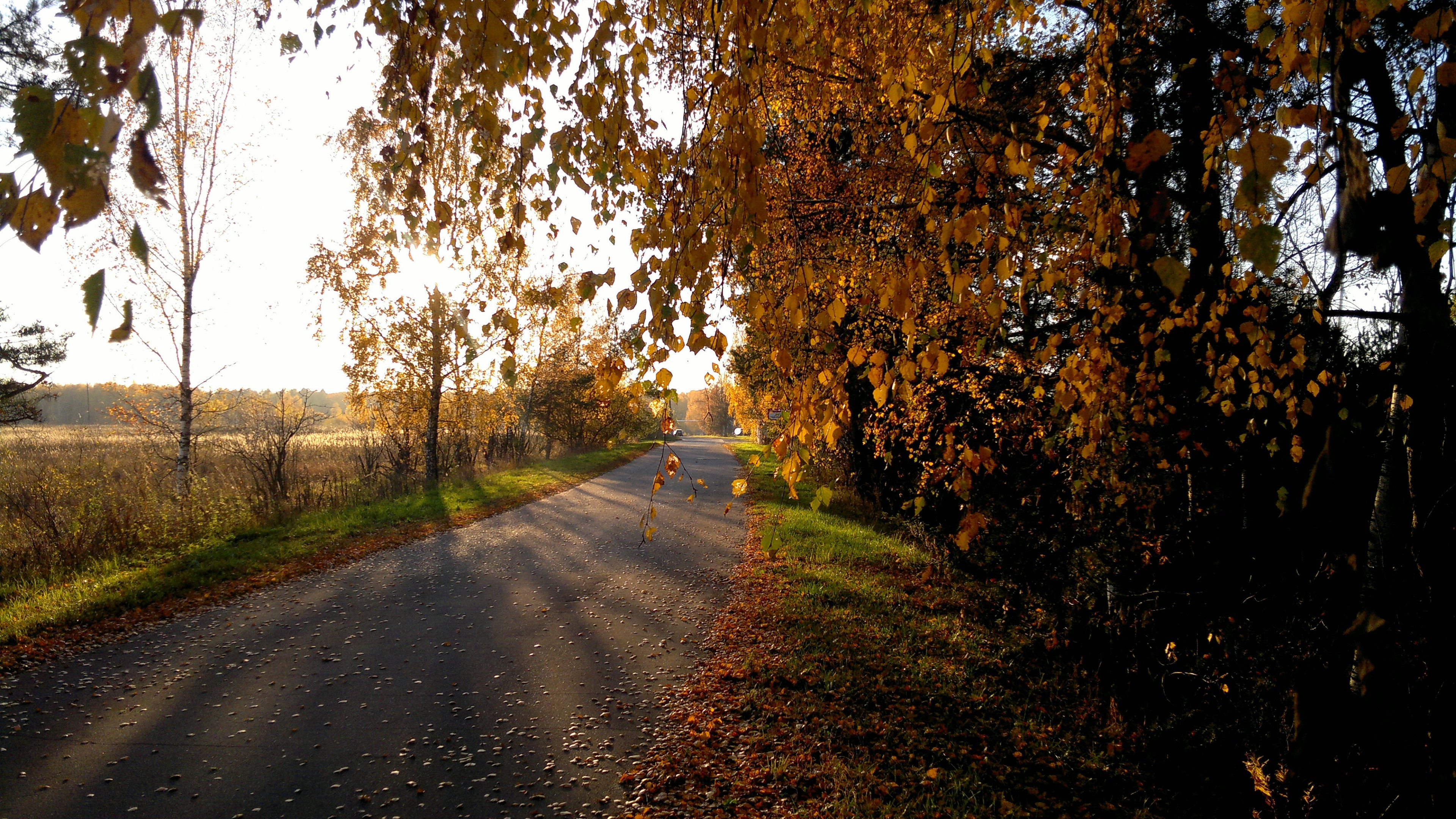 4K Fall Road with Autumn Trees HD Wallpaper