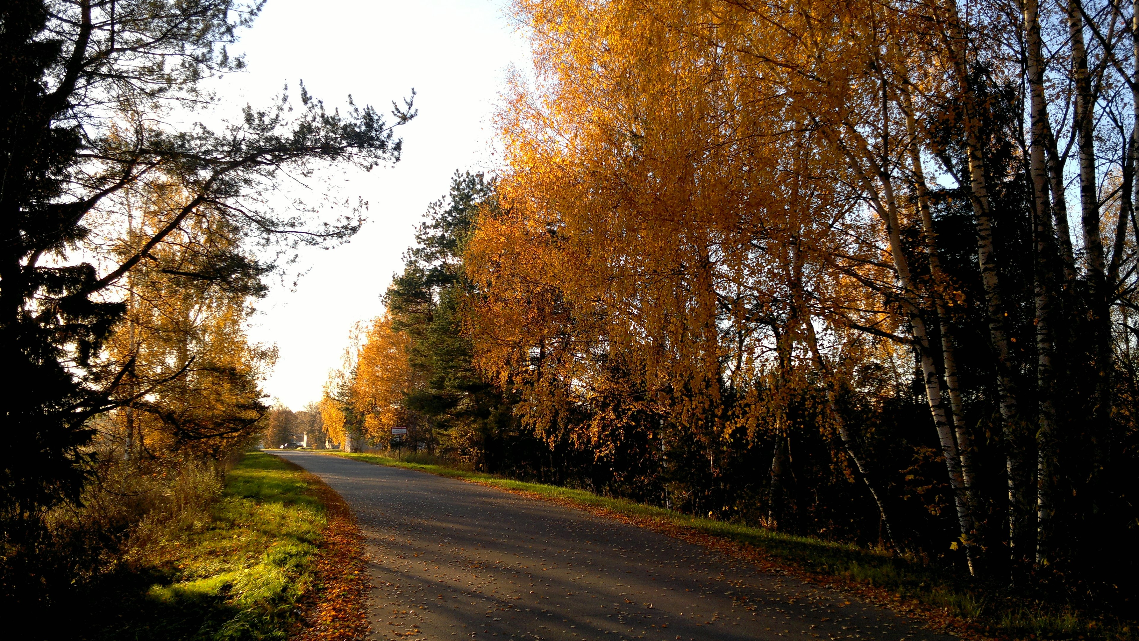 Road lined with autumn trees HD Wallpaper
