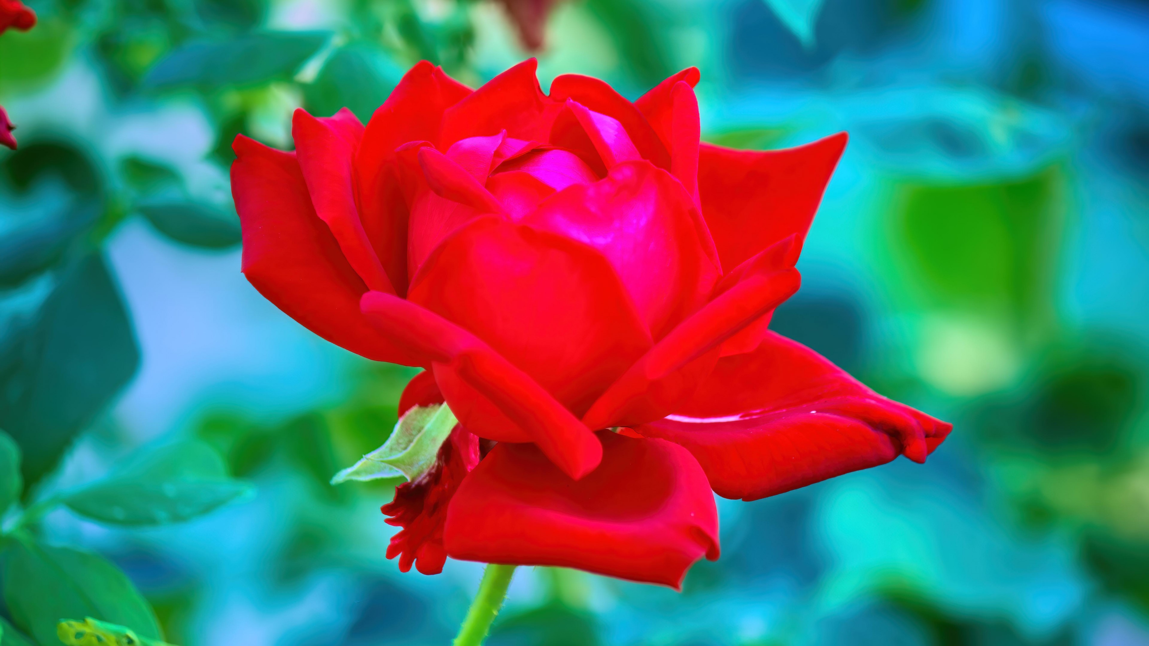 4K Red Rose Flower HD Wallpaper
