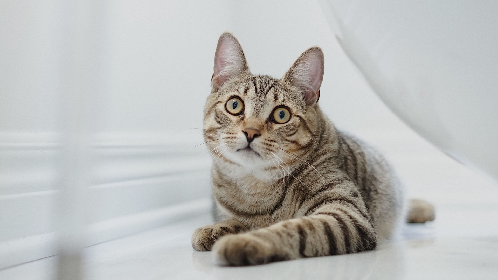 Tabby cat lying on a white floor HD Wallpaper