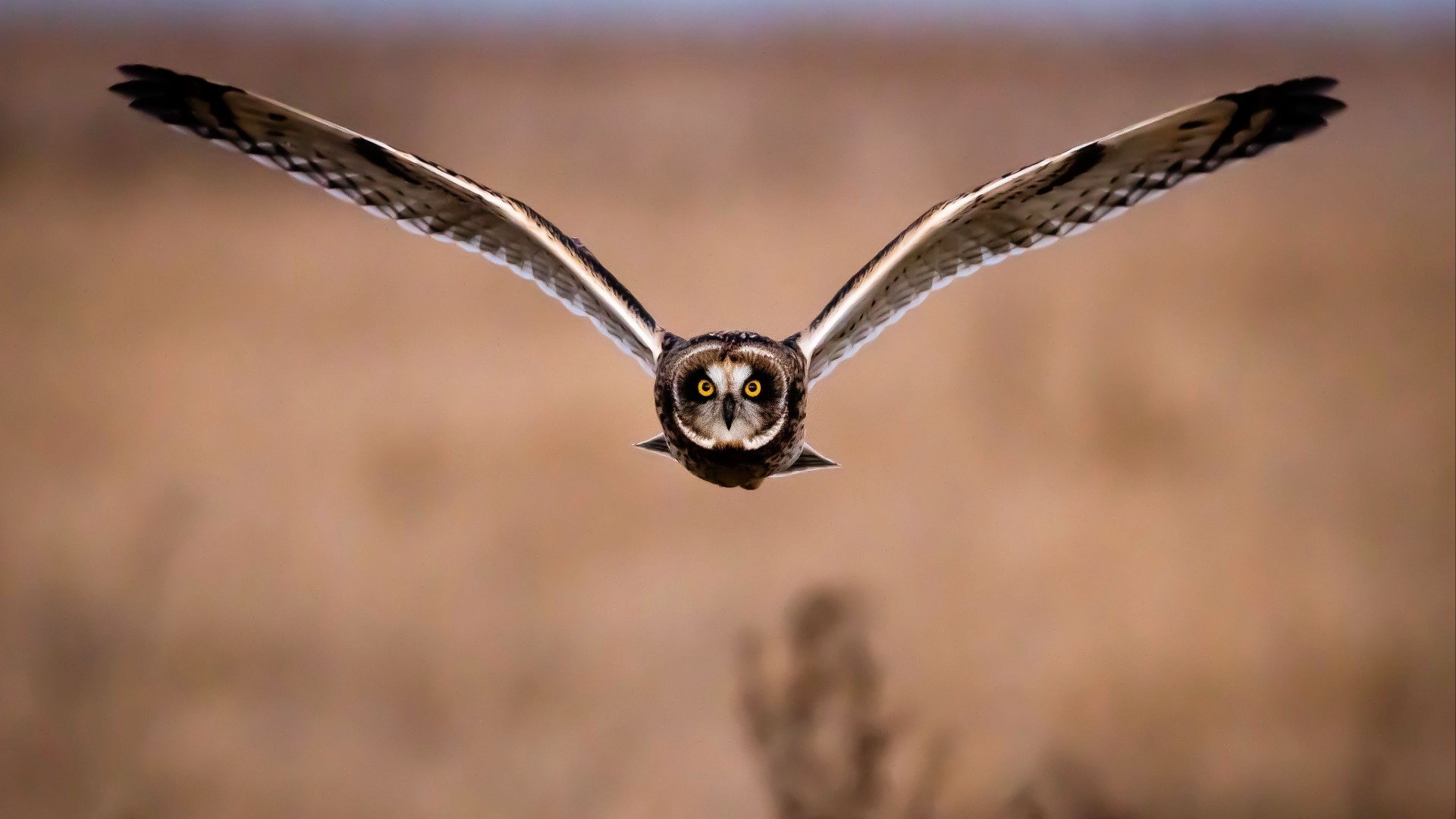 Short-eared owl in flight HD Wallpaper