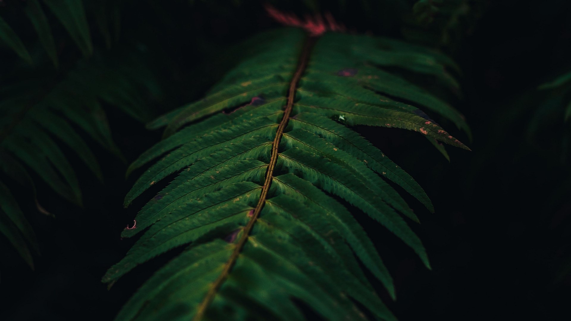 Close-up of a green fern leaf HD Wallpaper