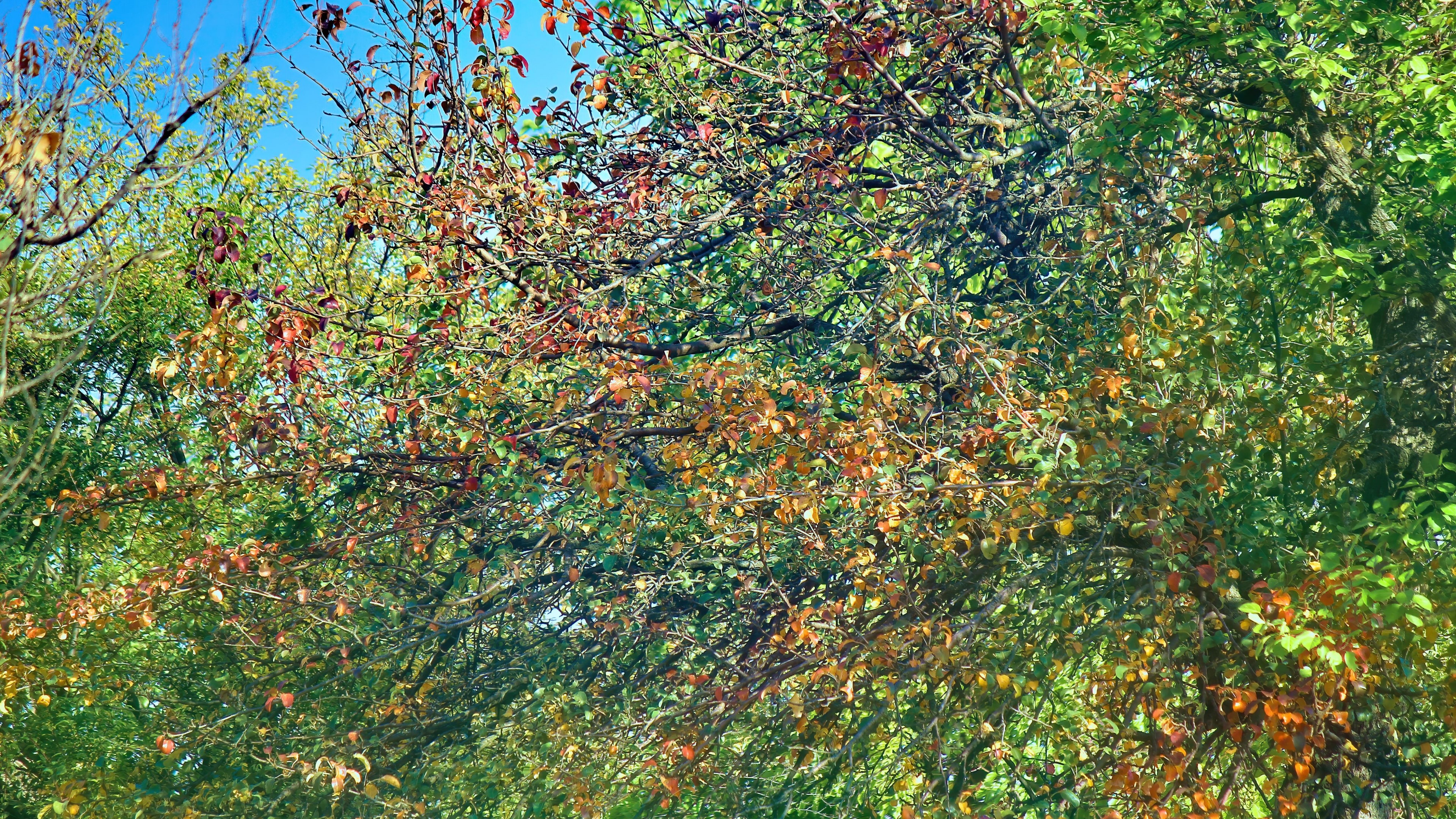 4K Fall Foliage on Trees HD Wallpaper