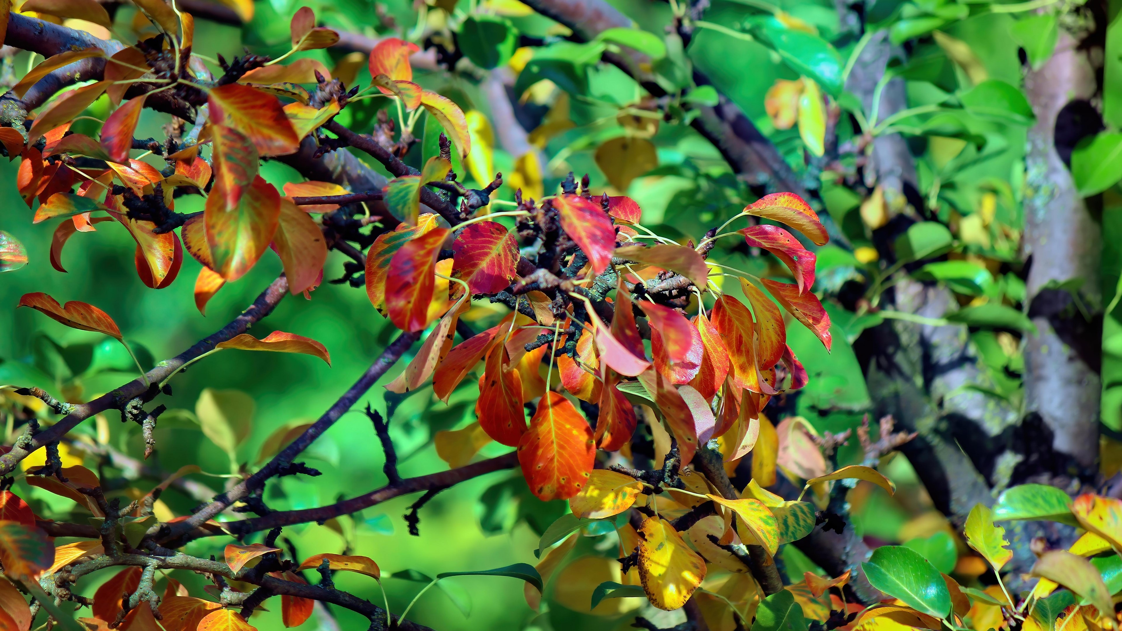 Autumn Leaves on Tree Branches HD Wallpaper