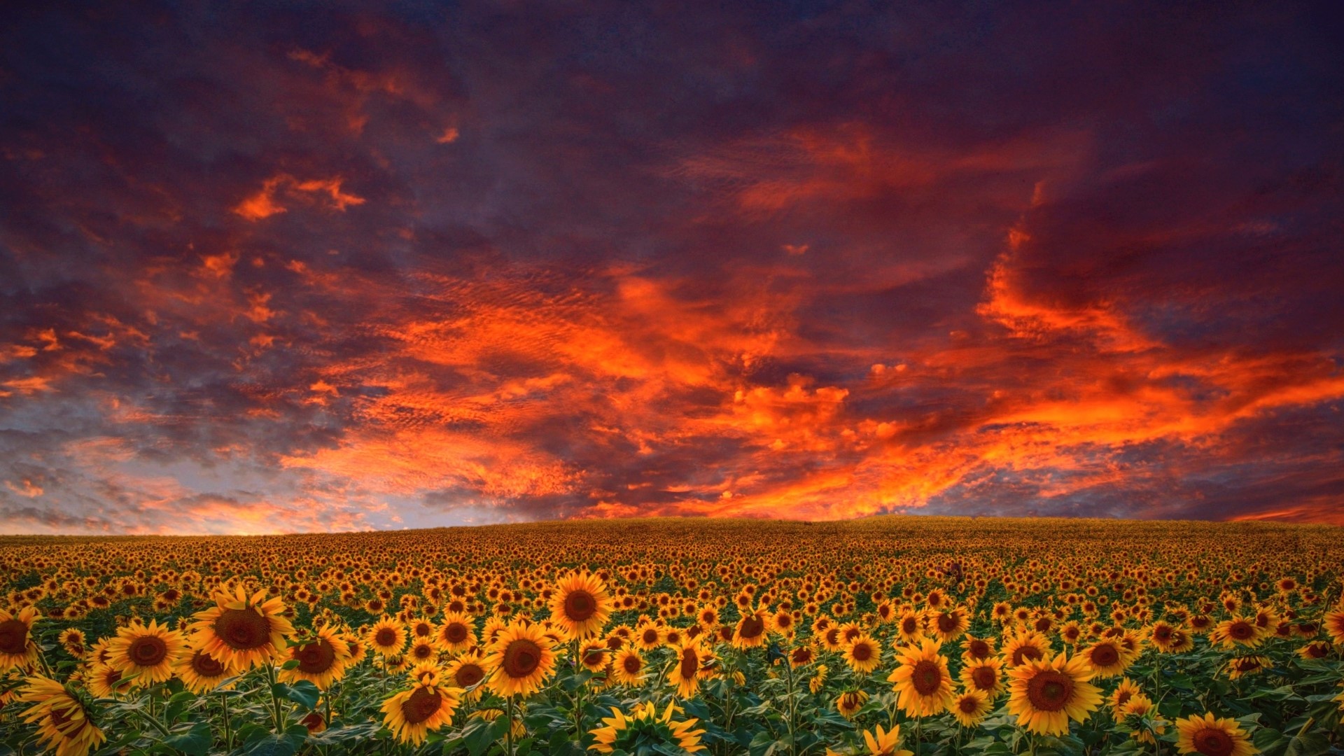 Field of Sunflowers at Sunset HD Wallpaper