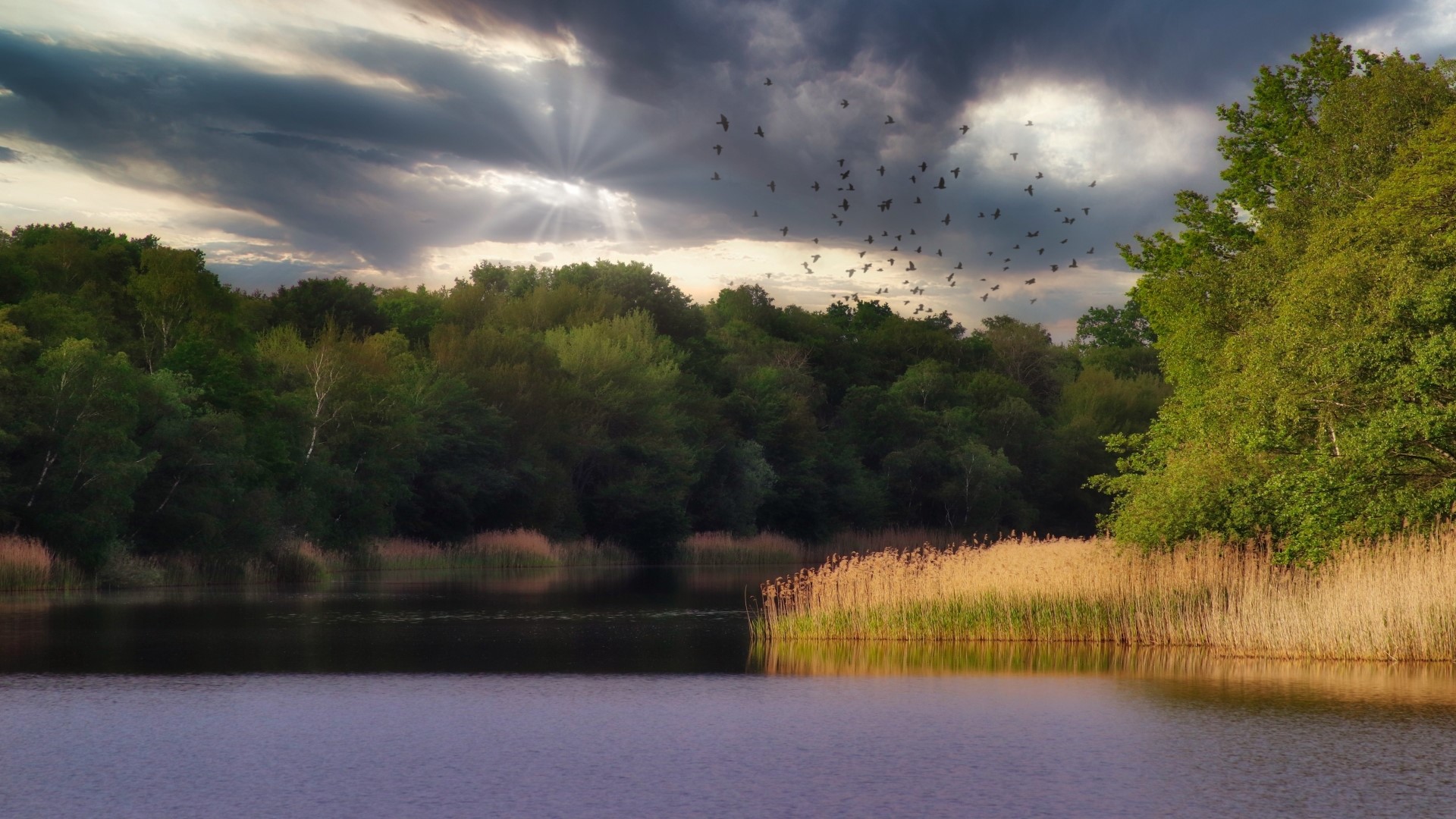 Birds flying over a lake and forest at sunset HD Wallpaper