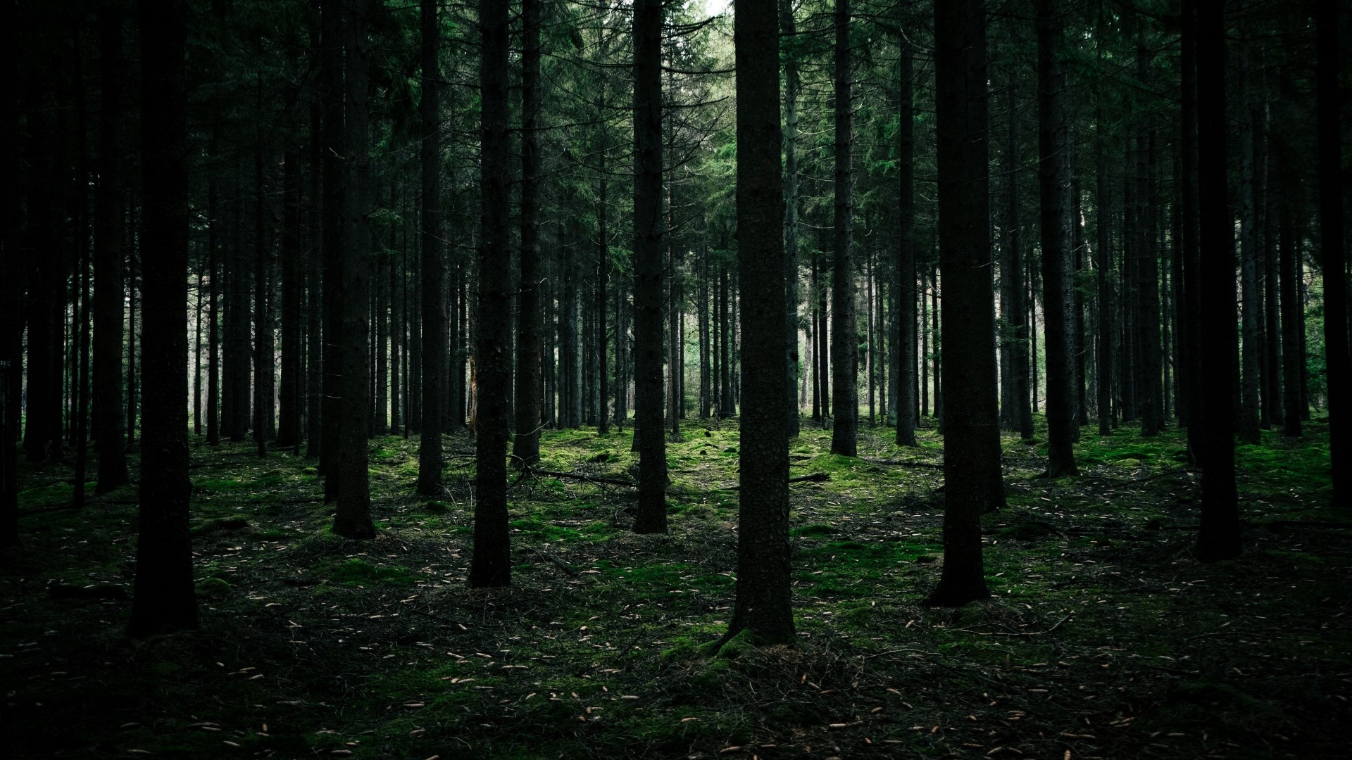 Dark forest with tall trees and mossy ground HD Wallpaper