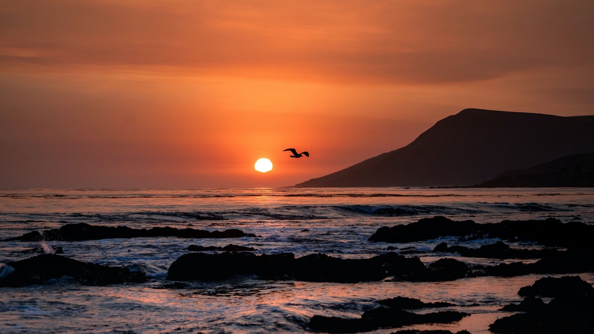 Sunset over the ocean with a bird flying HD Wallpaper