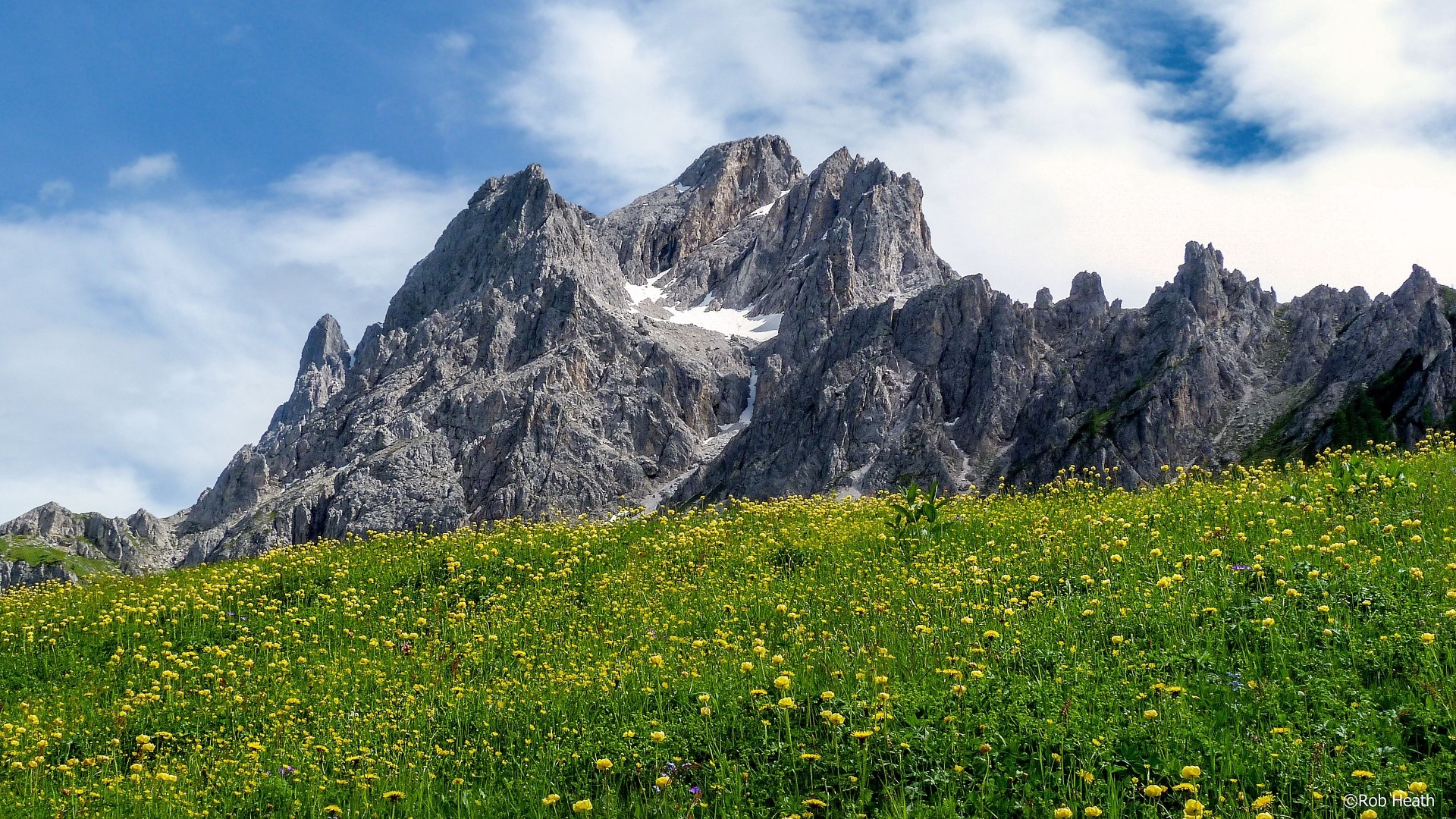 Mountain peaks above a field of yellow flowers HD Wallpaper