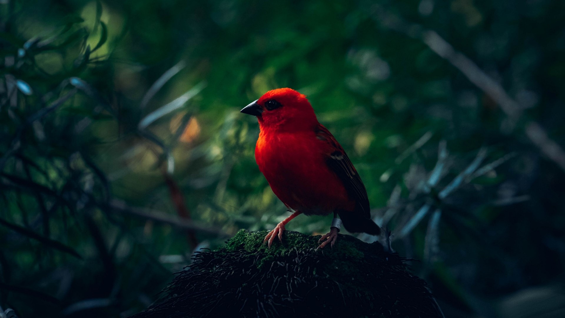 Red bird perched on mossy surface HD Wallpaper