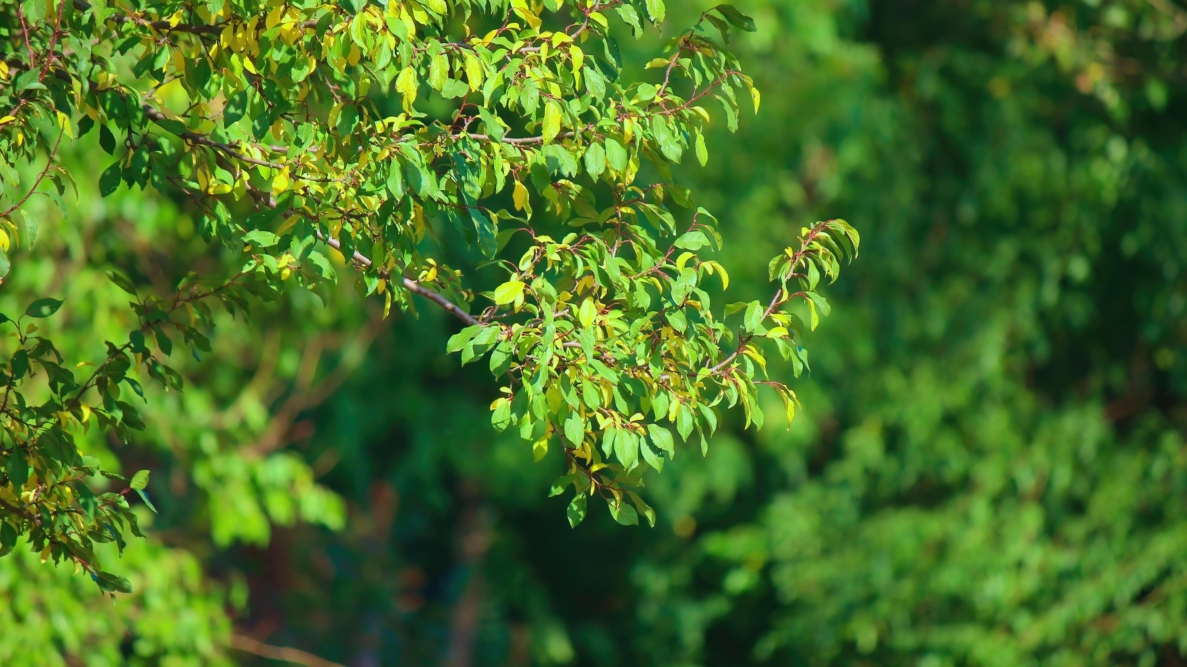 4K Branch with Green Leaves HD Wallpaper