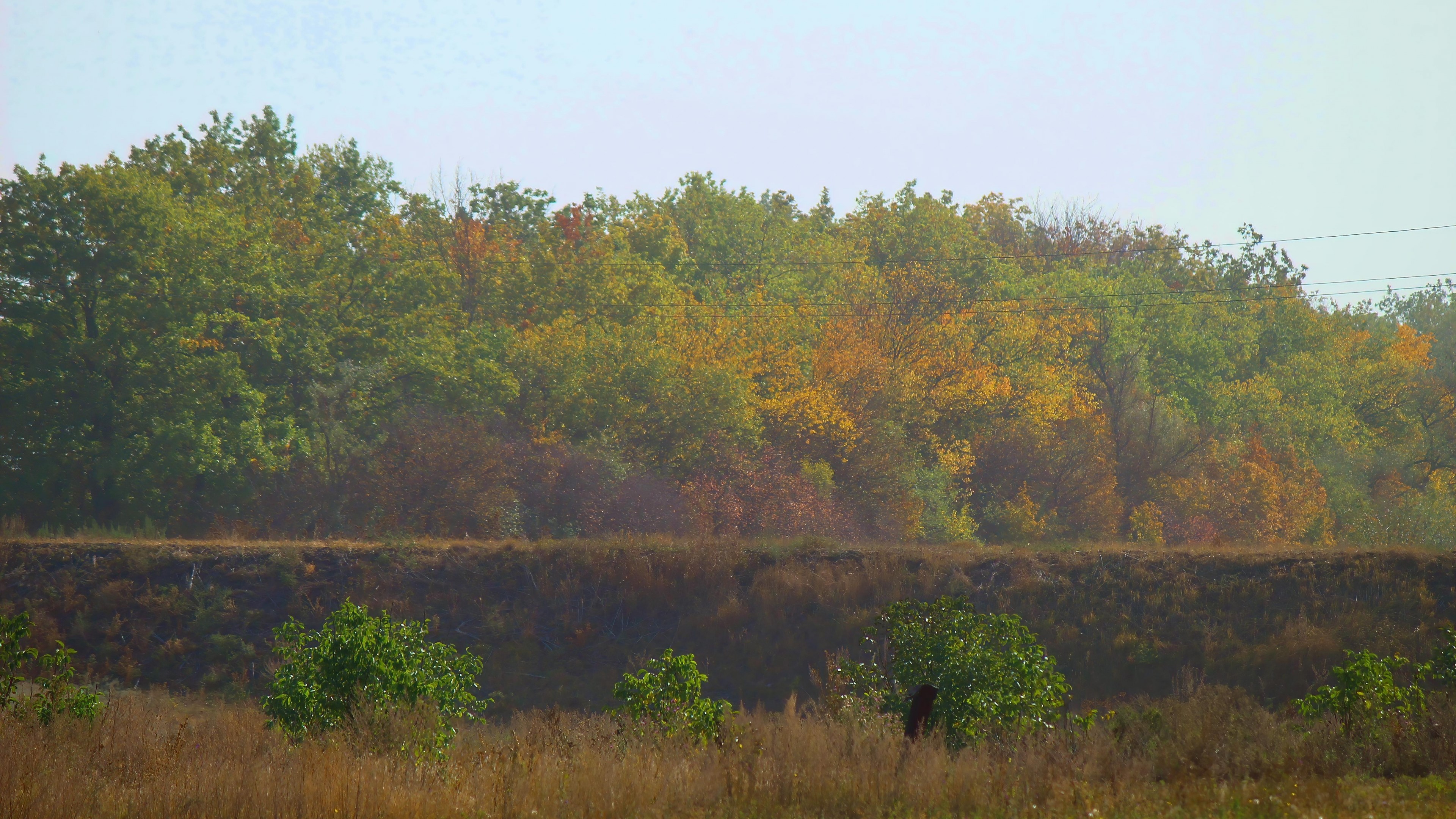 4K Fall Forest Landscape HD Wallpaper