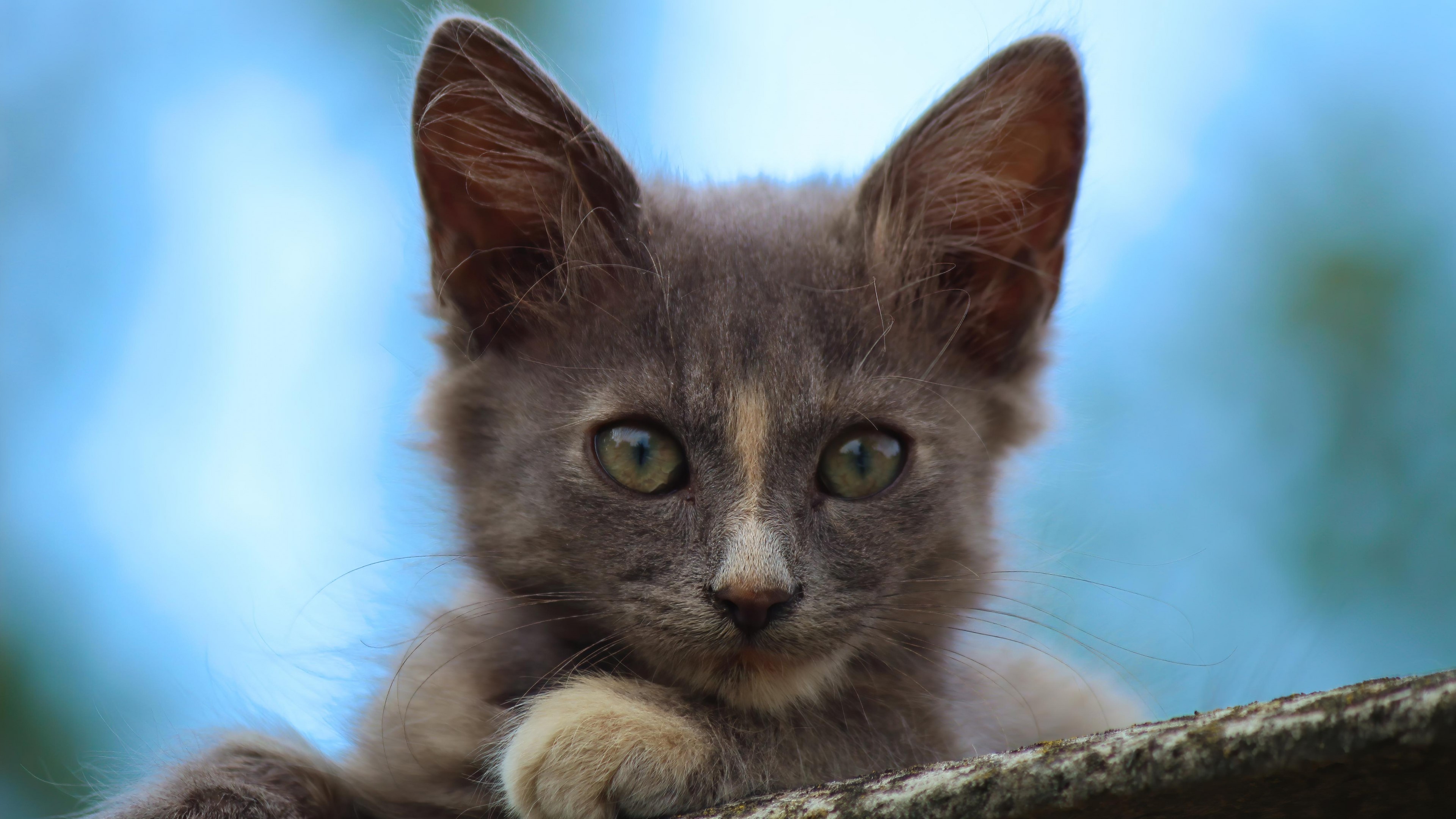 Cat on the roof HD Wallpaper