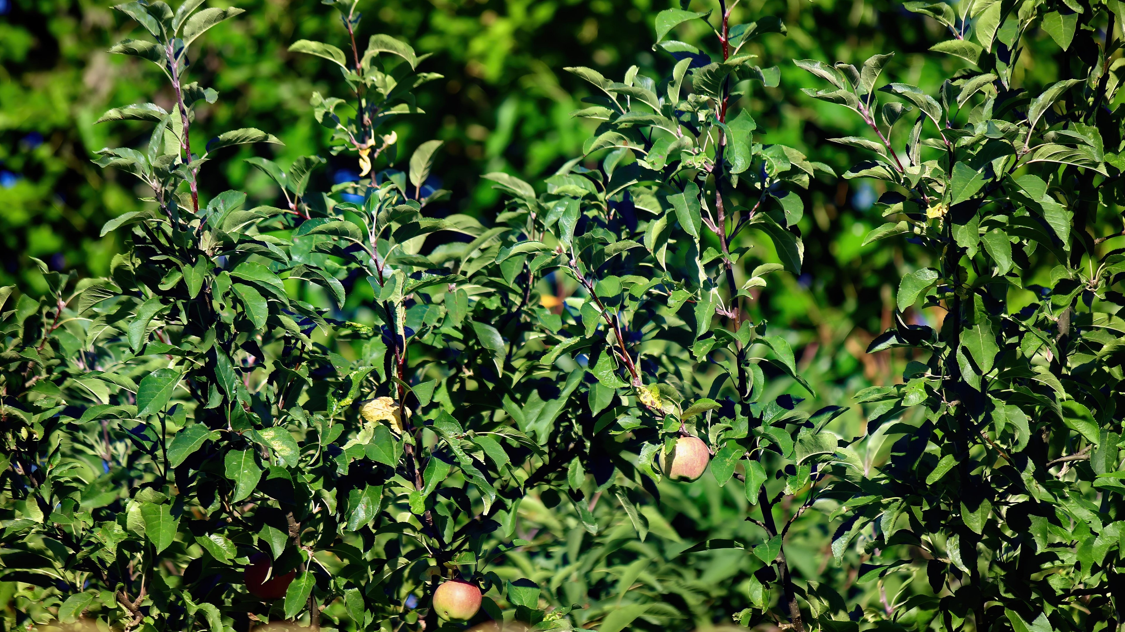 4K Apple tree with apples HD Wallpaper