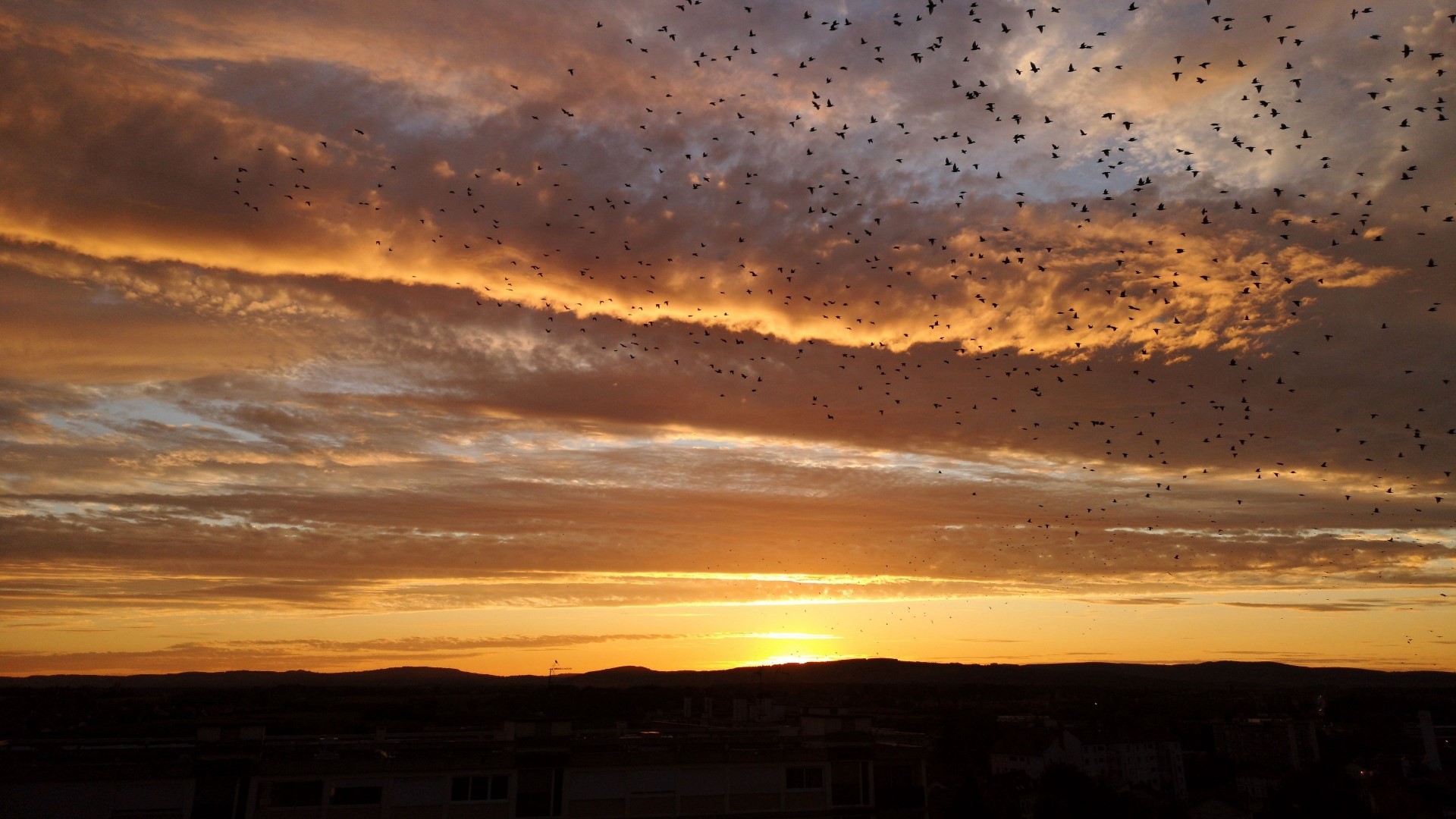 Flock of birds at sunset over a city HD Wallpaper