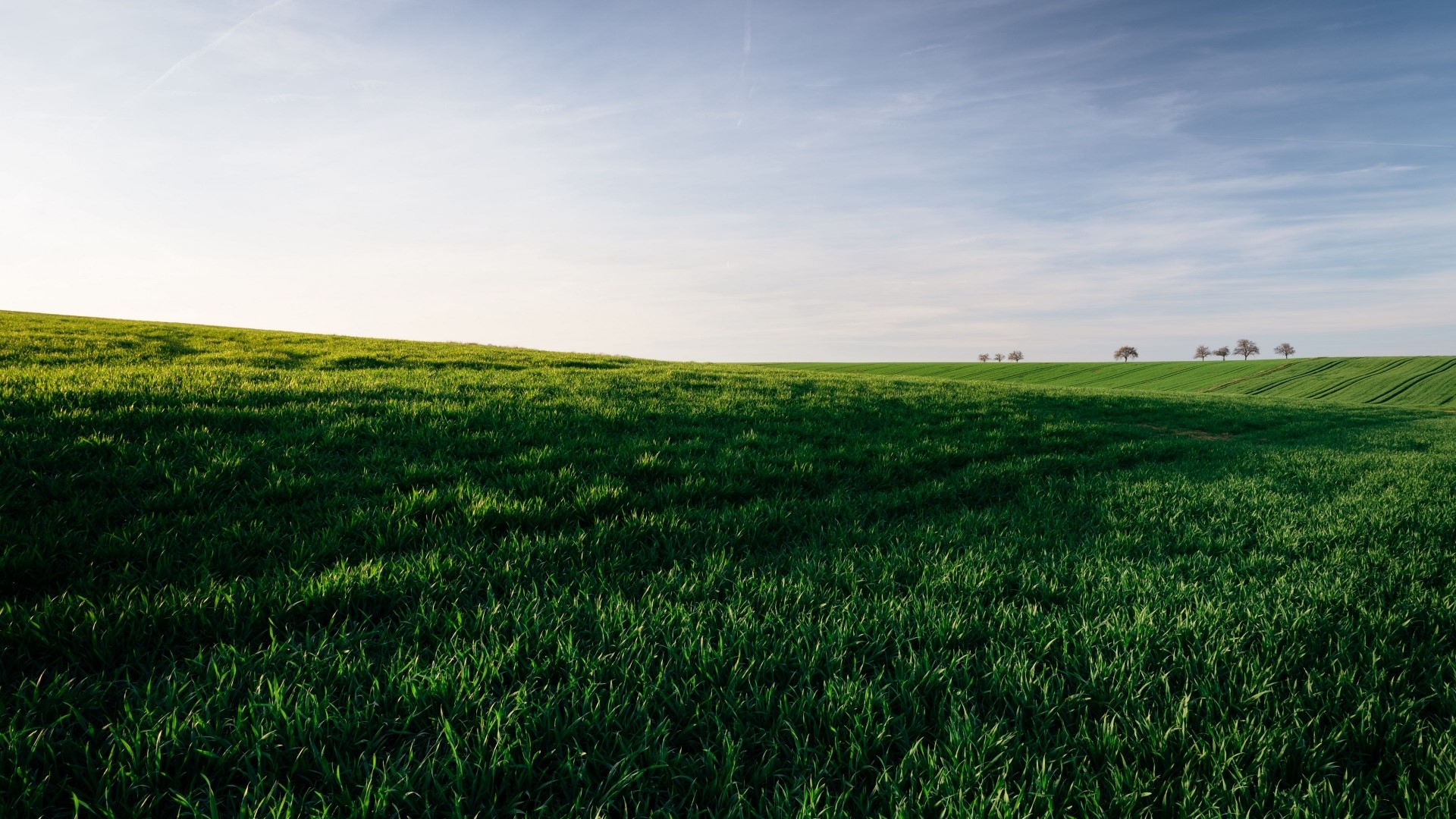 Green field with trees on the horizon HD Wallpaper