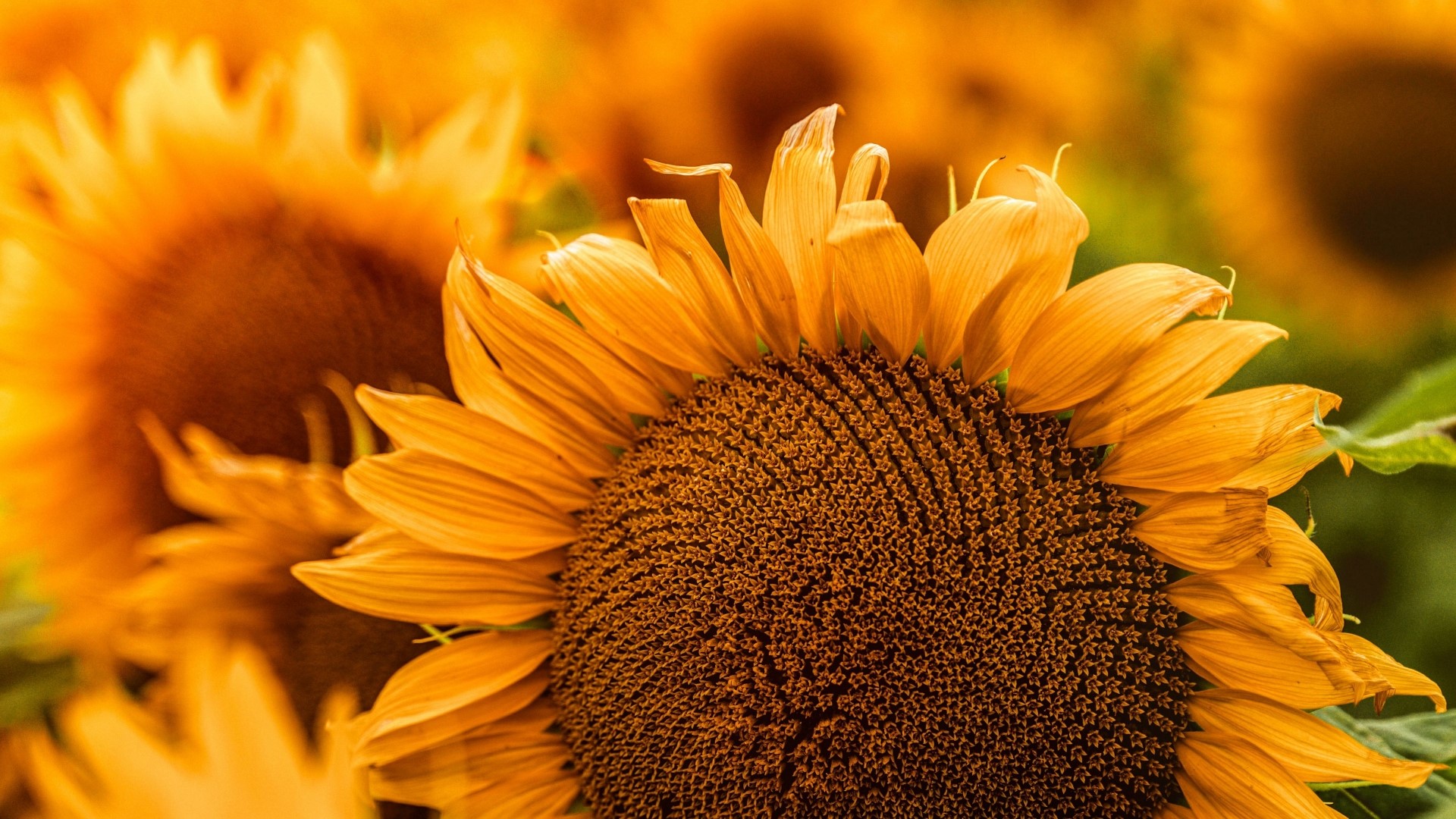 Close-up of a Sunflower in a Field HD Wallpaper