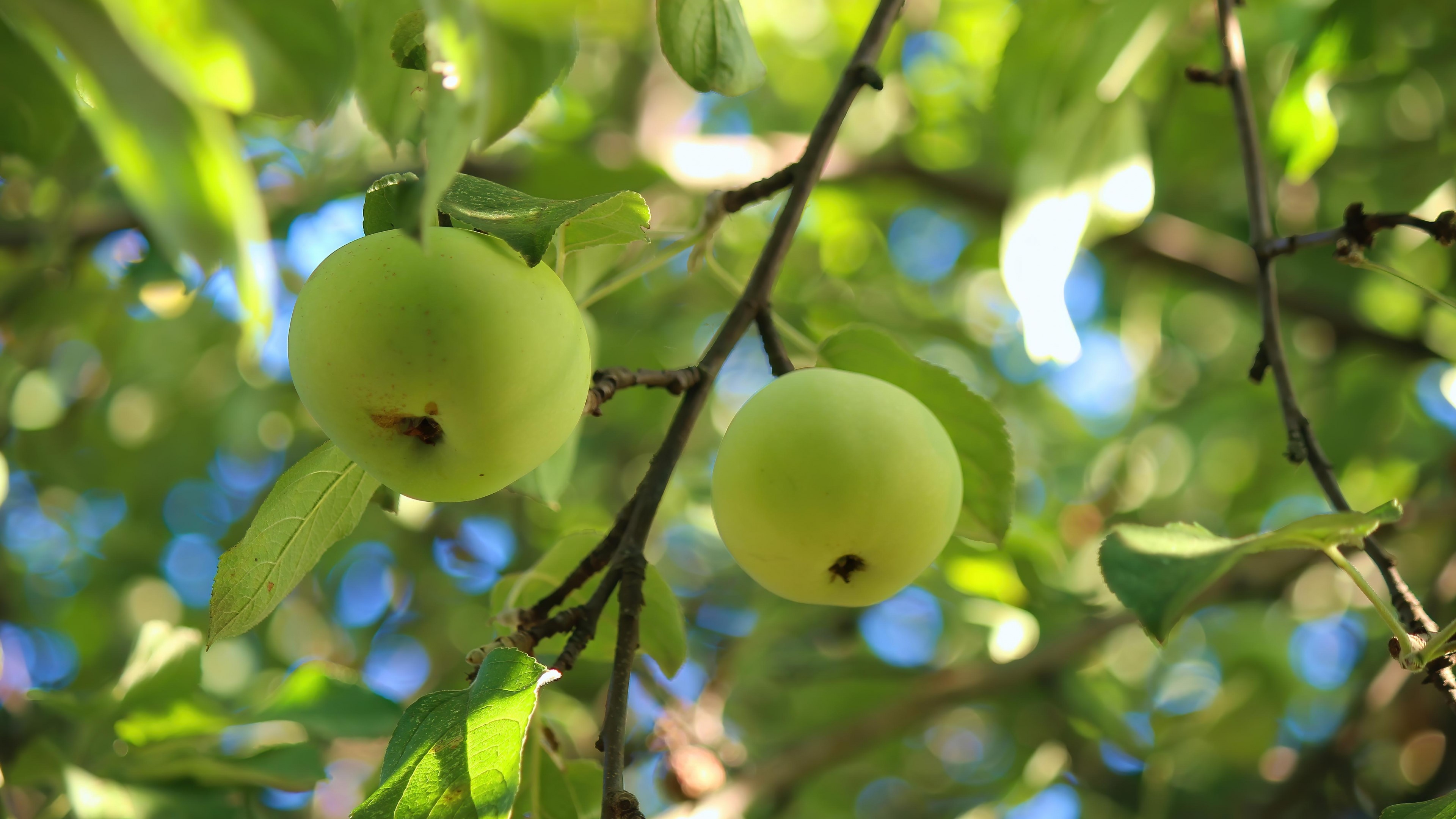 Two green apples on a branch HD Wallpaper