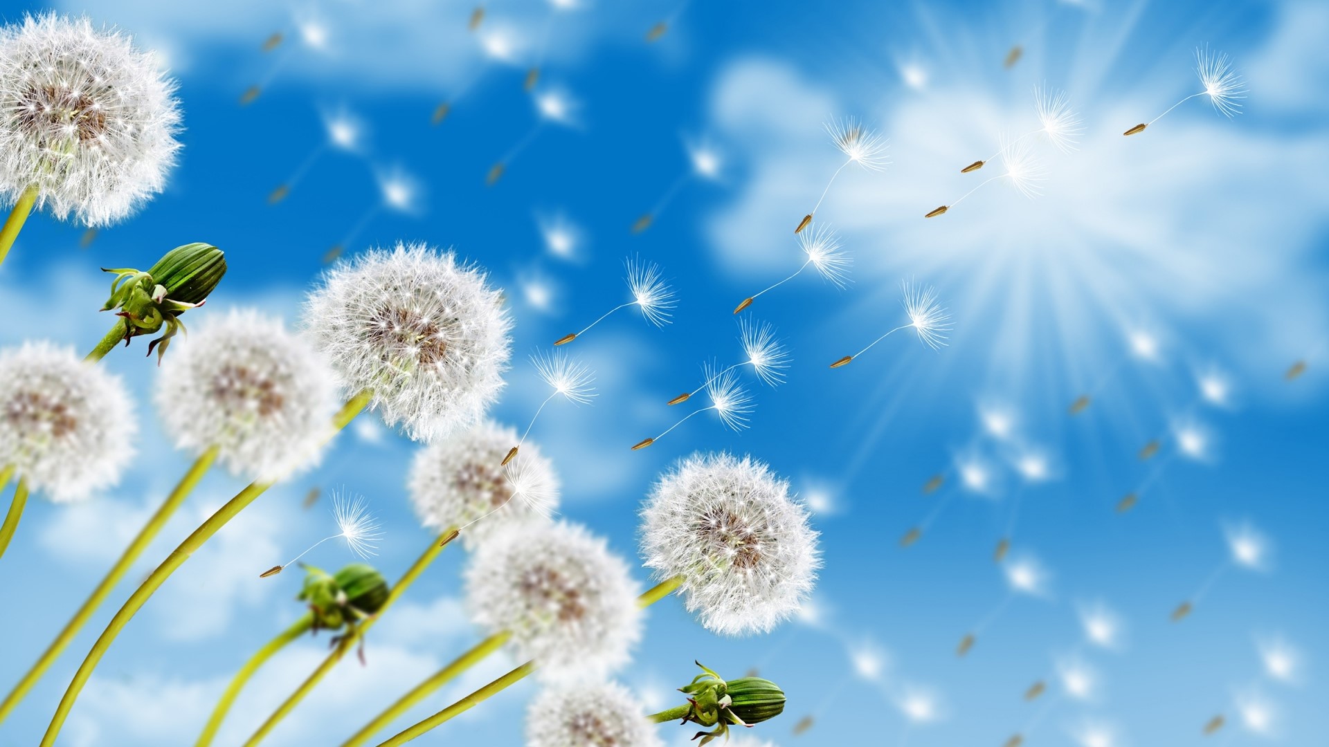 Dandelion seeds blowing in the summer sky HD Wallpaper