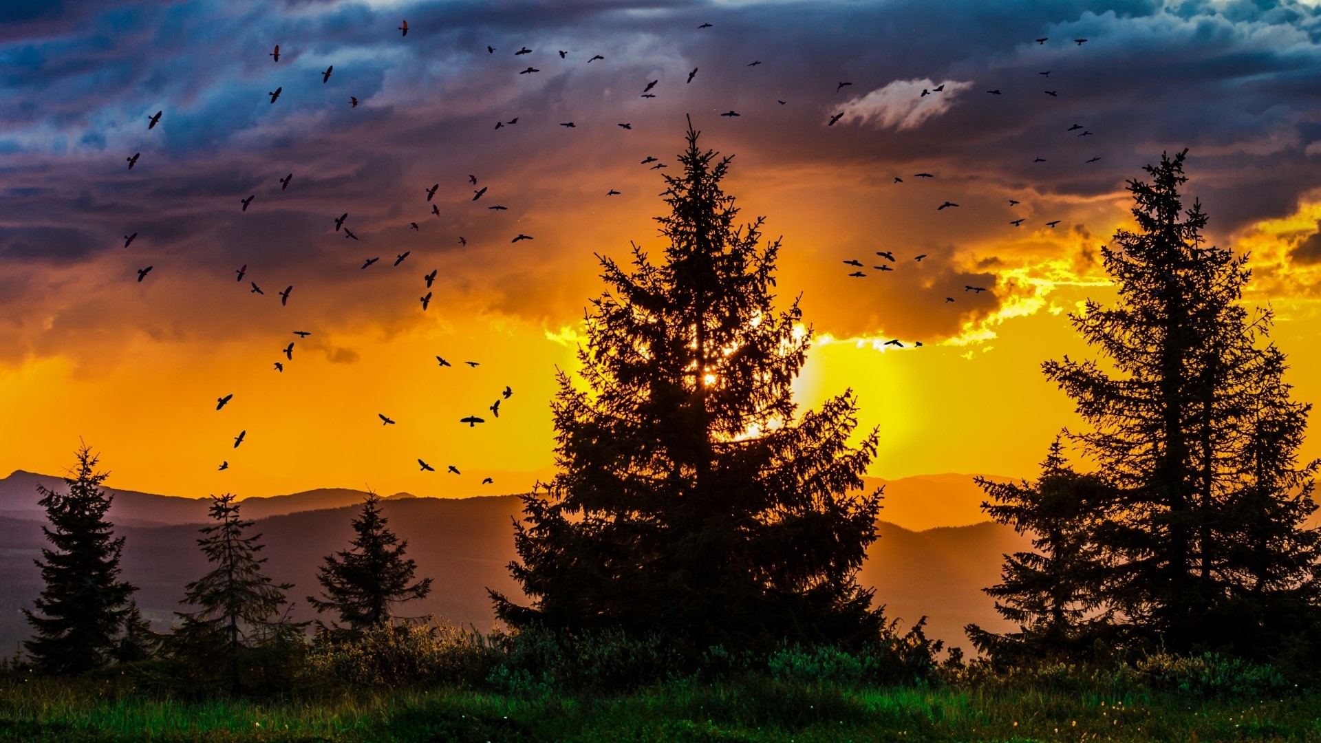 Birds flying at sunset over mountains and trees HD Wallpaper